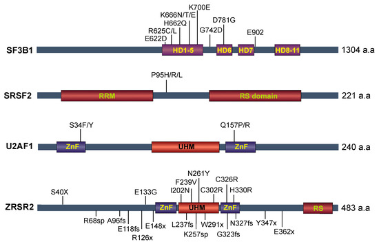 Therapeutic Targeting of RNA Splicing in Cancer