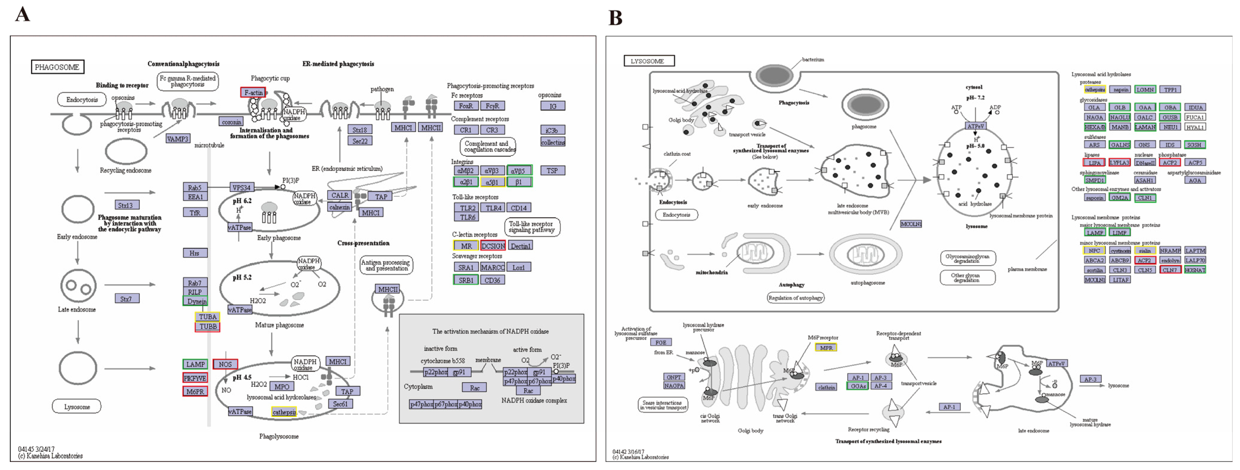 Genes 14 01383 g004