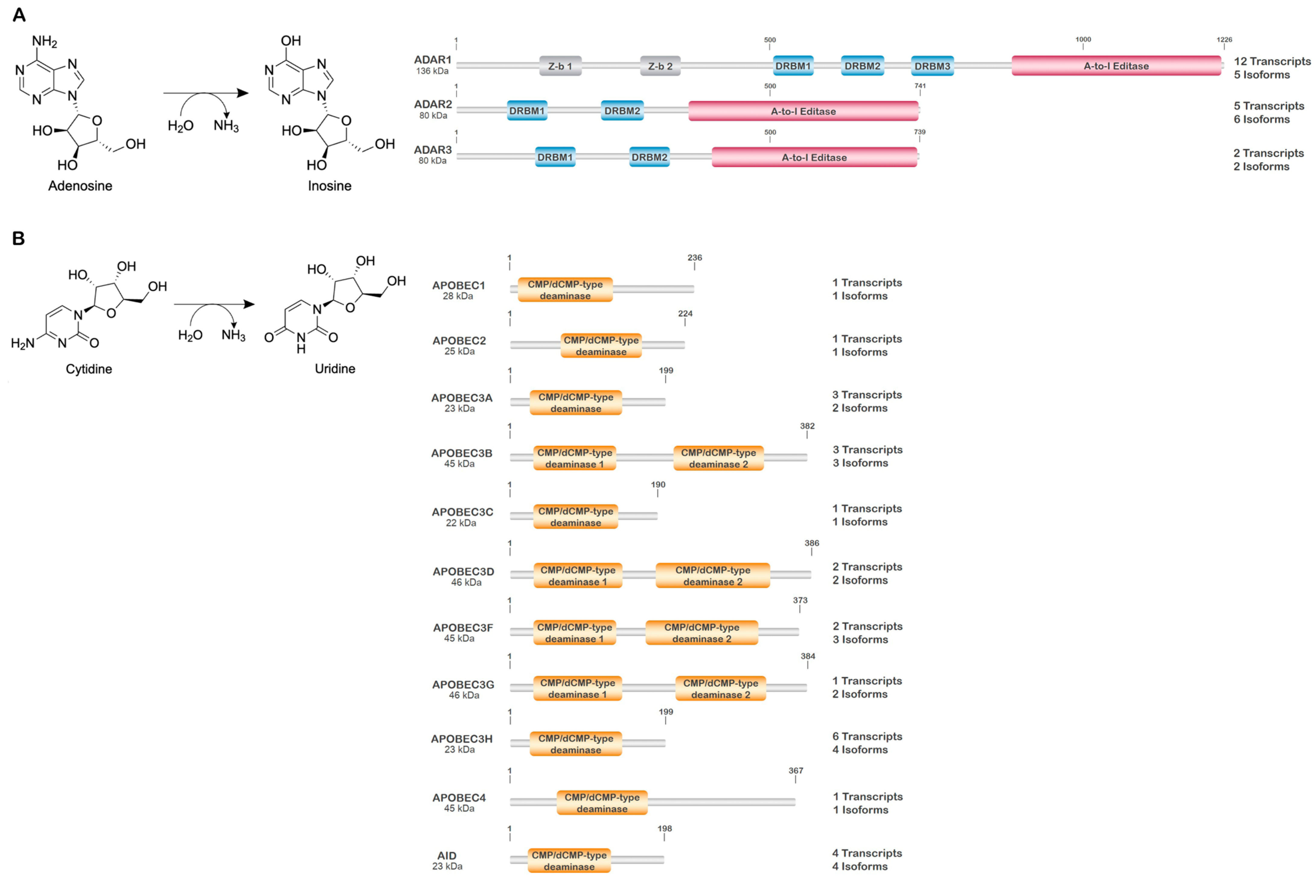 Genes 14 01386 g003 Genes 14 01386 g003
