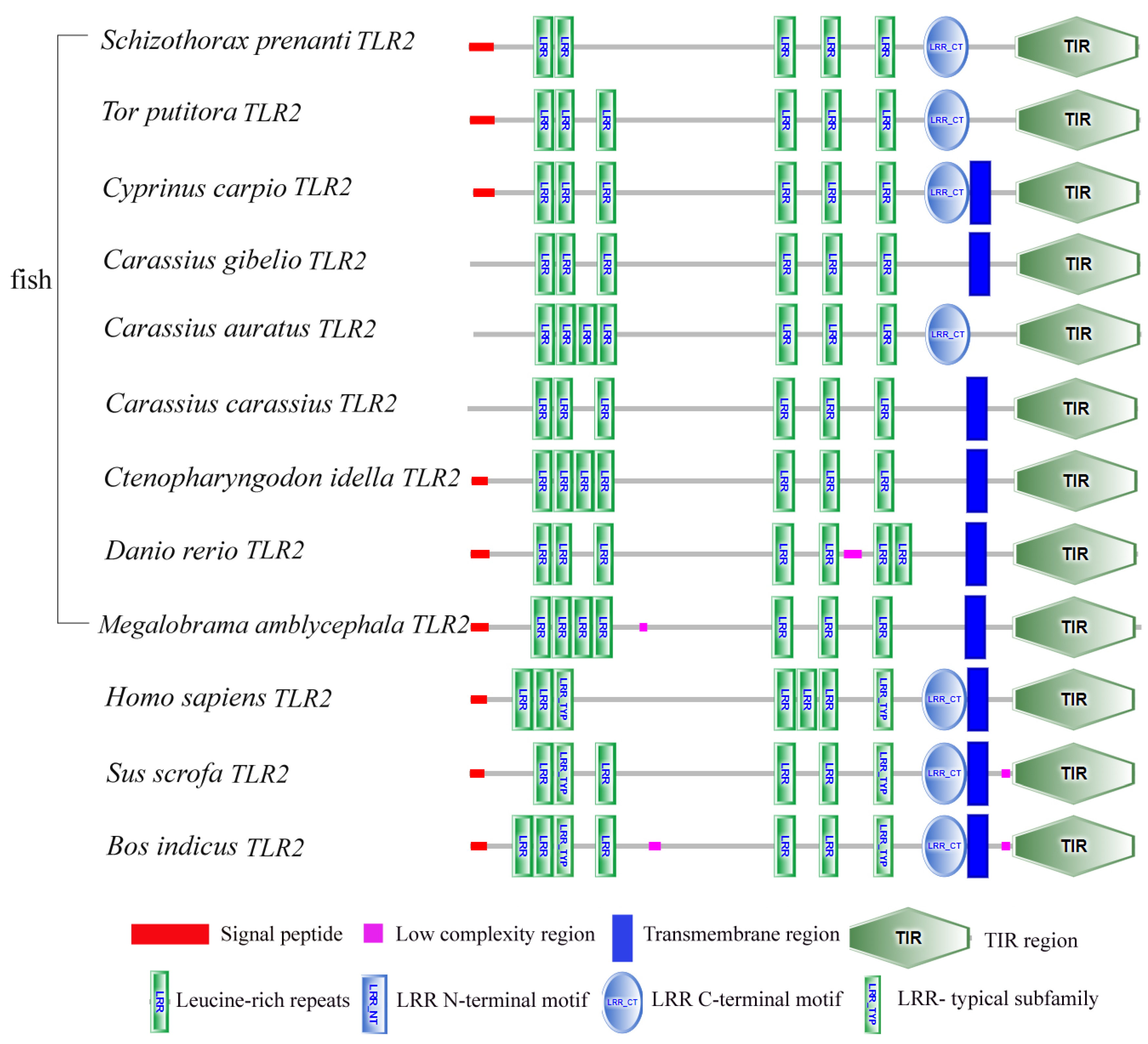 Genes 14 01388 g001 Genes 14 01388 g001