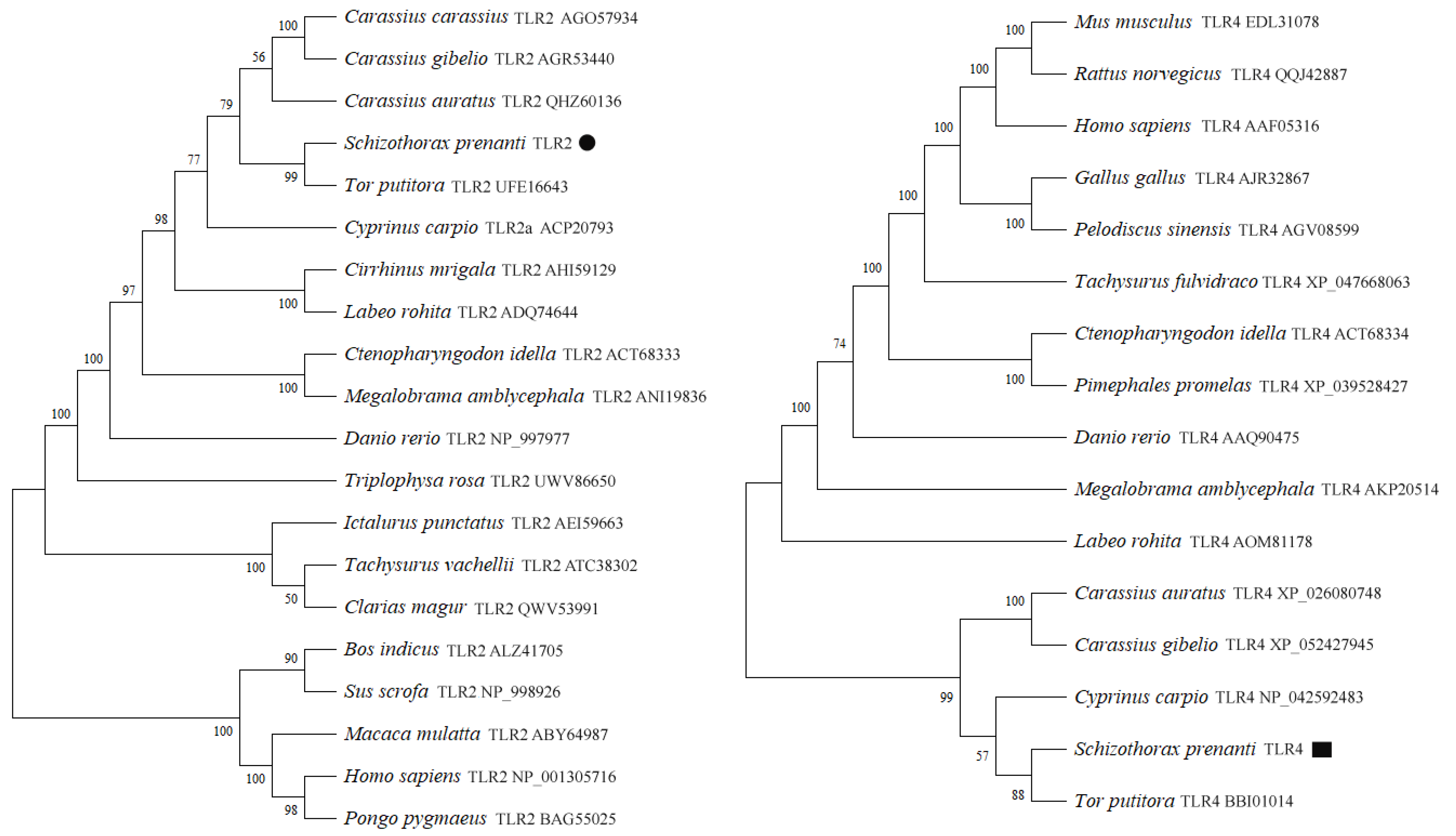 Genes 14 01388 g004 Genes 14 01388 g004