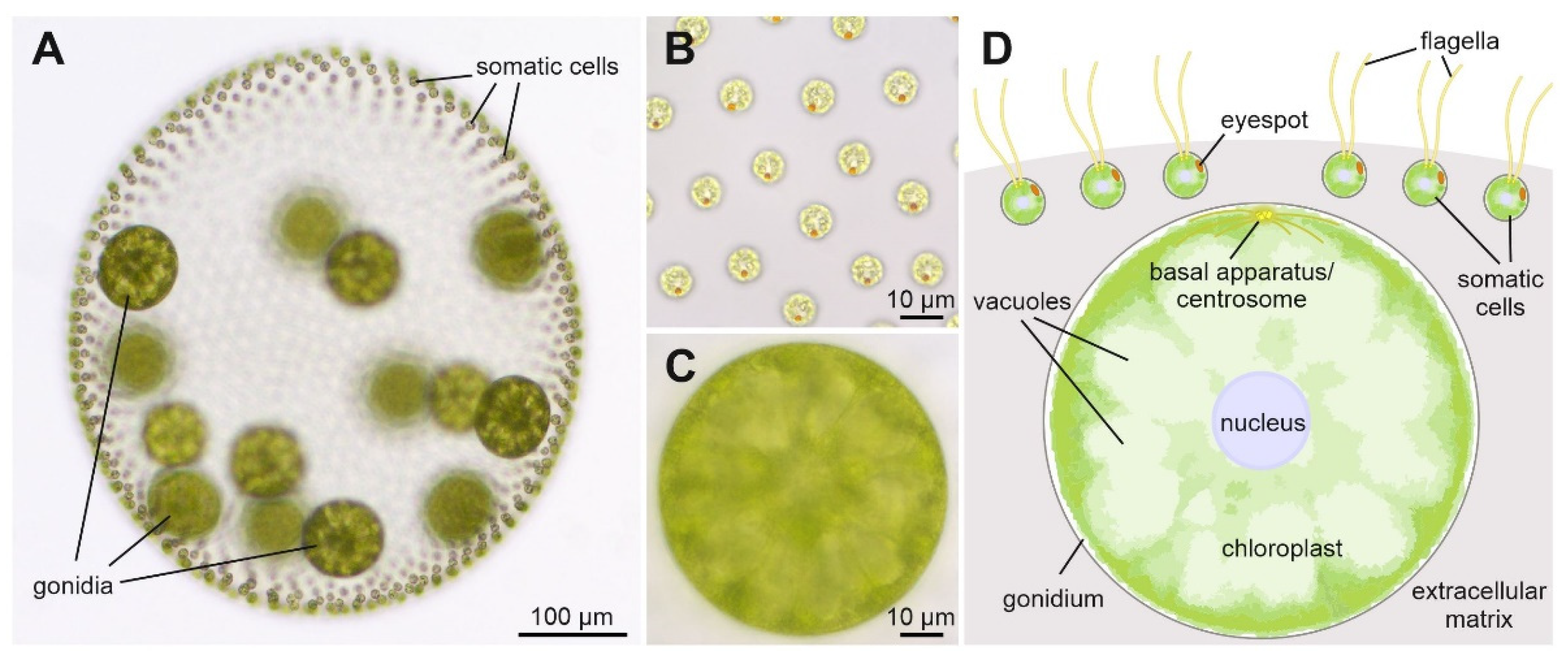 Genes | Free Full-Text | Cell Type-Specific Promoters of Volvox carteri for  Molecular Cell Biology Studies
