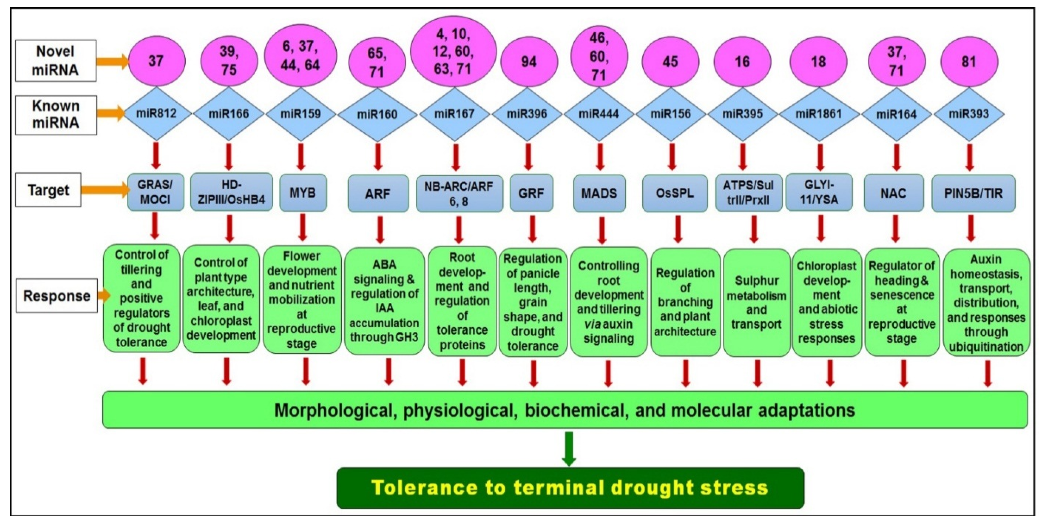 Genes 14 01390 g011 Genes 14 01390 g011