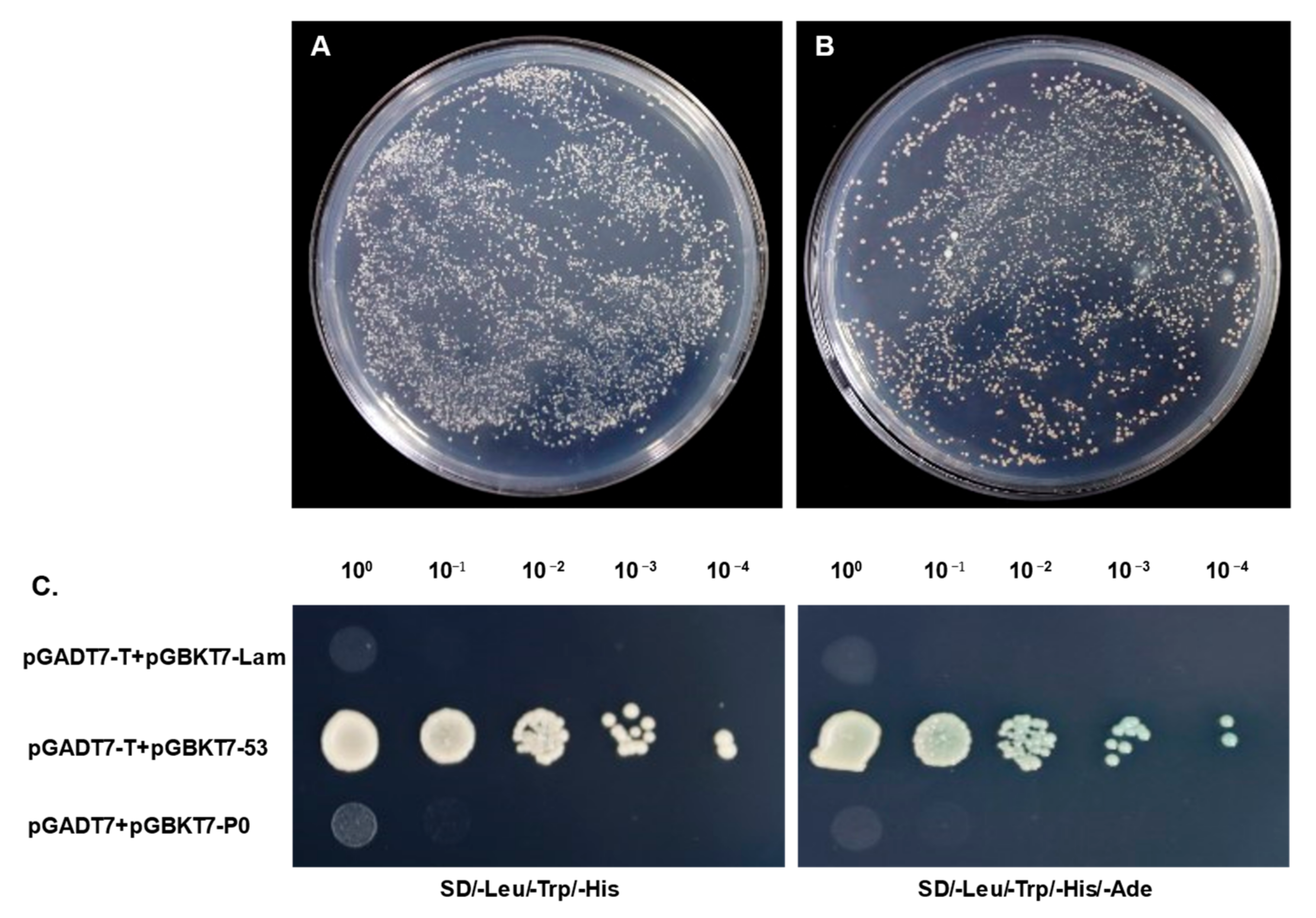 Genes 14 01397 g003 Genes 14 01397 g003