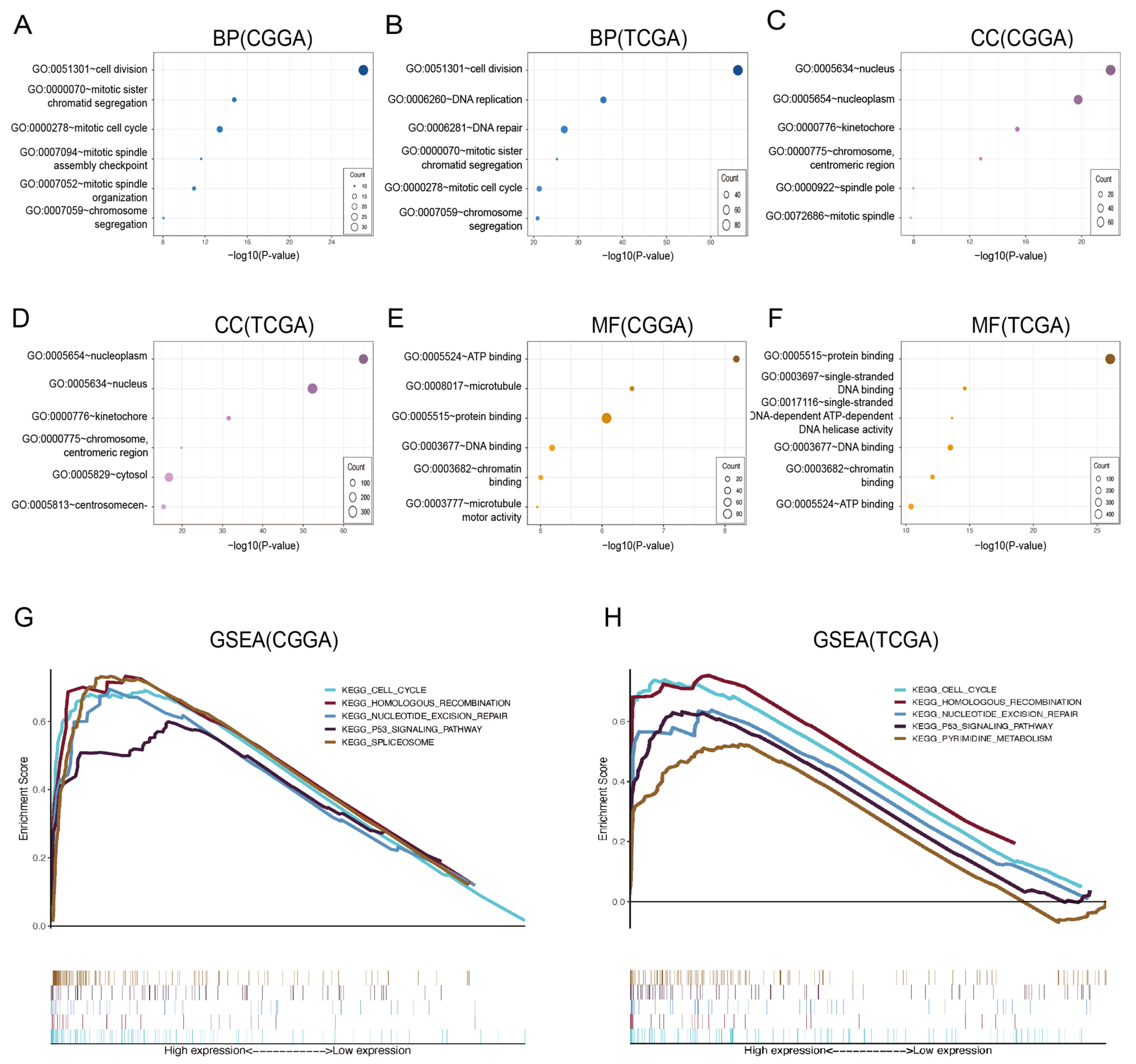 Genes 14 01406 g005 Genes 14 01406 g005