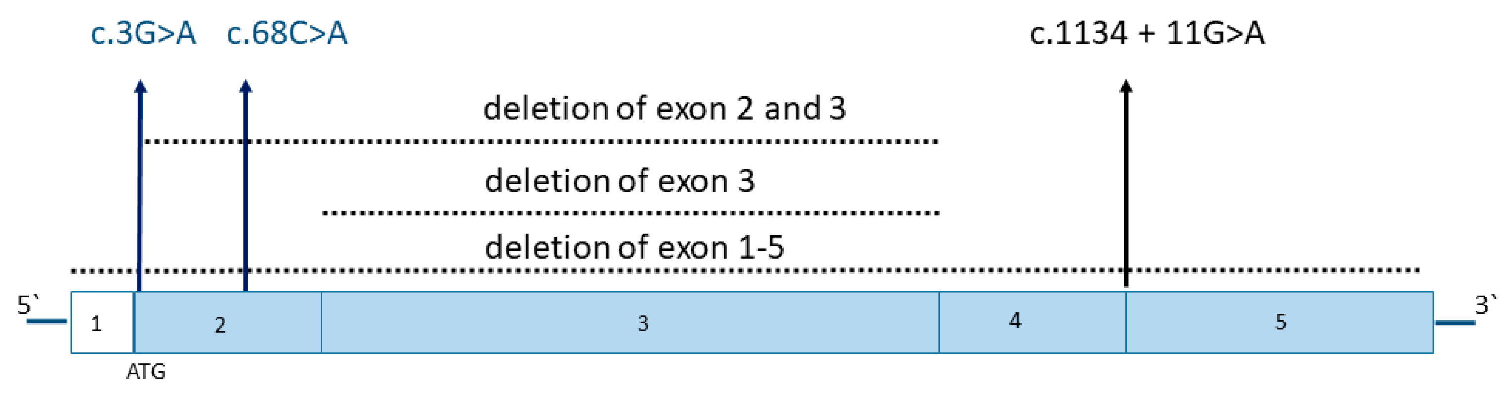 Genes 14 01408 g001 Genes 14 01408 g001