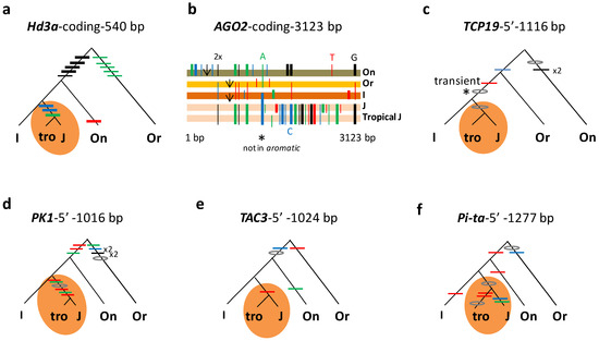 Gene Genealogy-Based Mutation Analysis Reveals Emergence of Gene Genealogy-Based Mutation Analysis Reveals Emergence of
