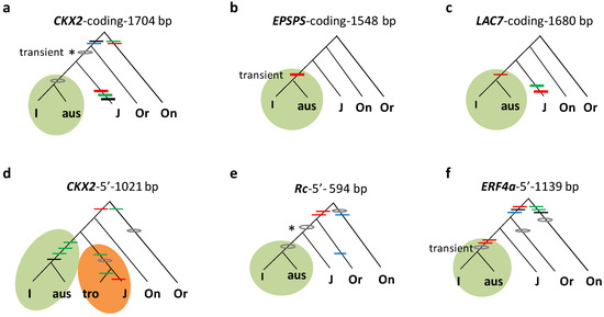 Gene Genealogy-Based Mutation Analysis Reveals Emergence of