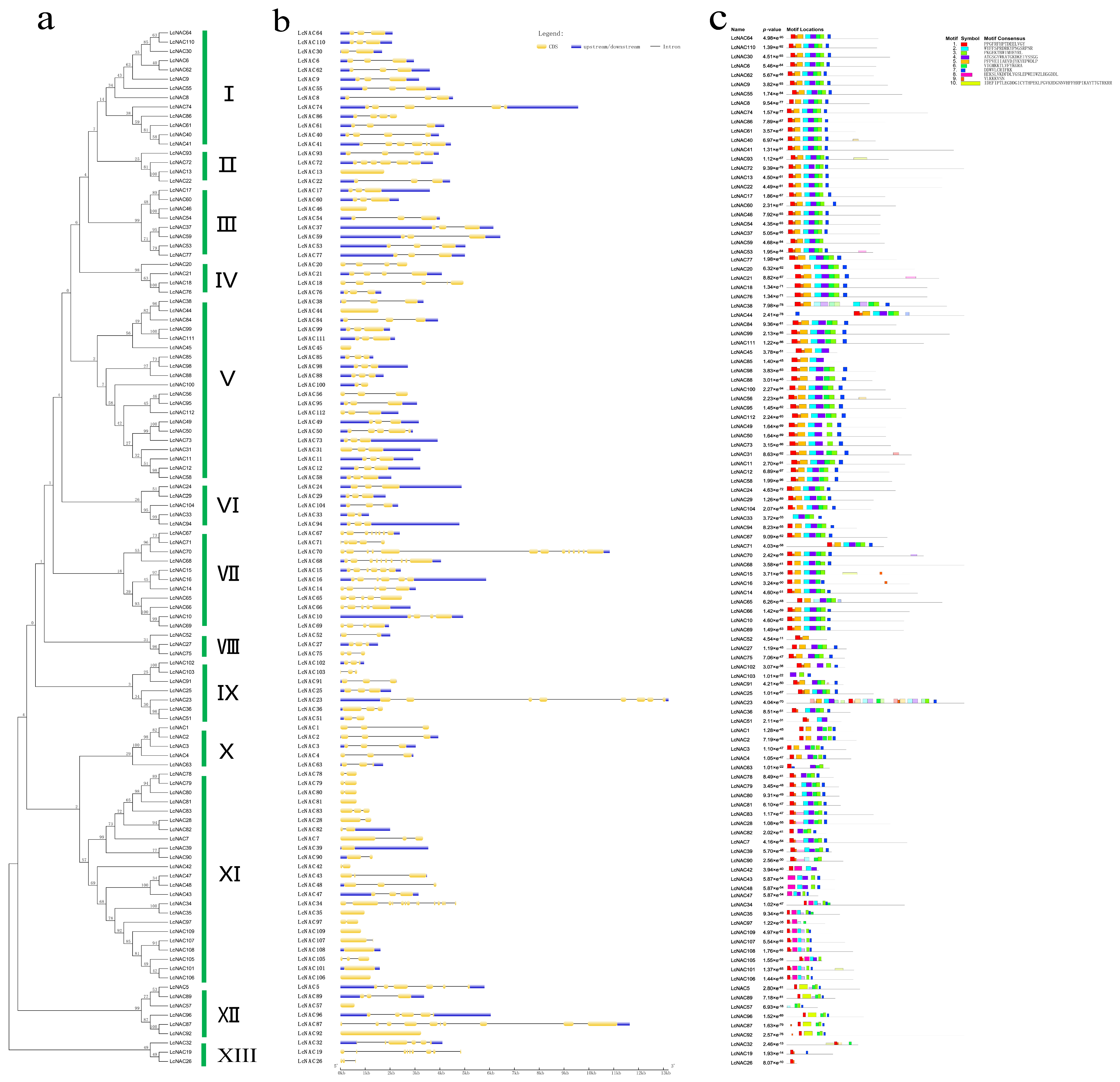 Genes 14 01416 g002 Genes 14 01416 g002