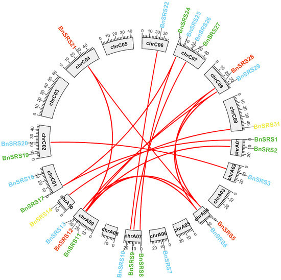 Characterization and Potential Function Analysis of the SRS Gene Family ...