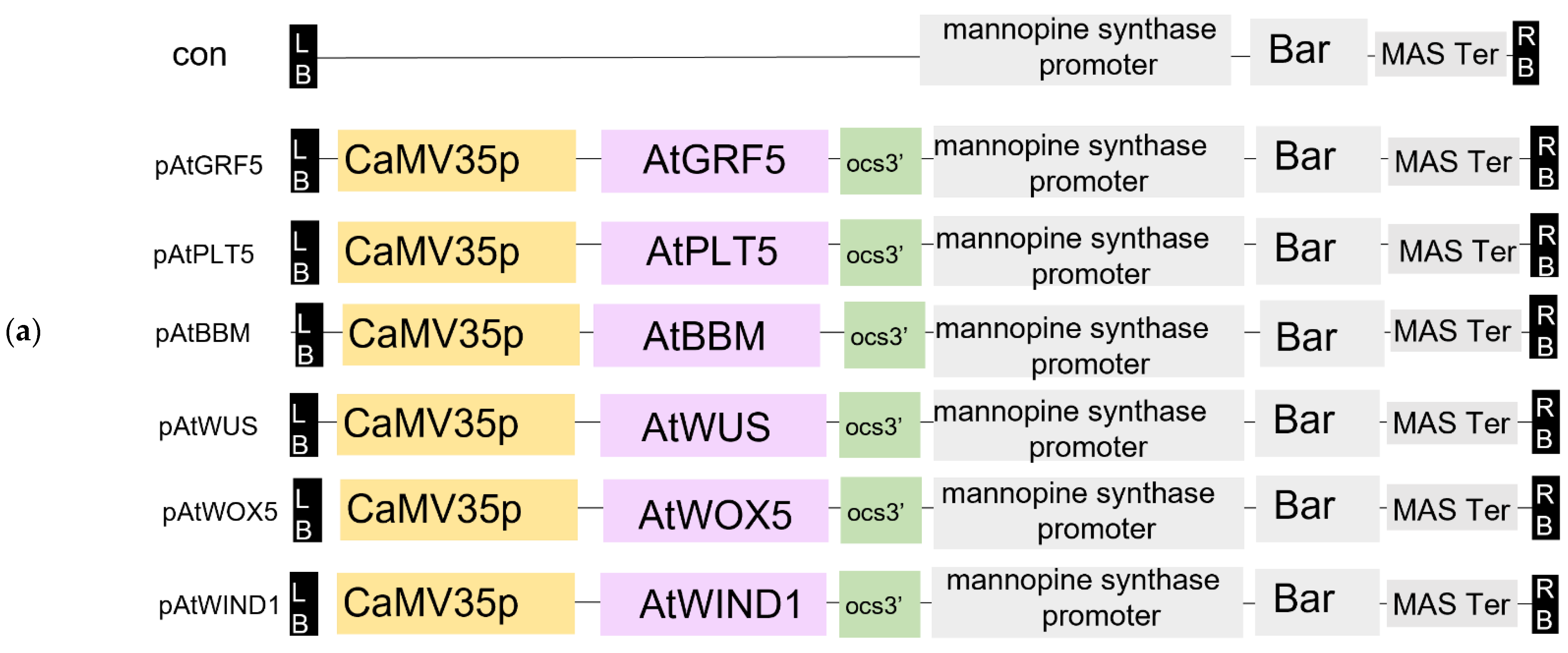 Genes 14 01432 g002a