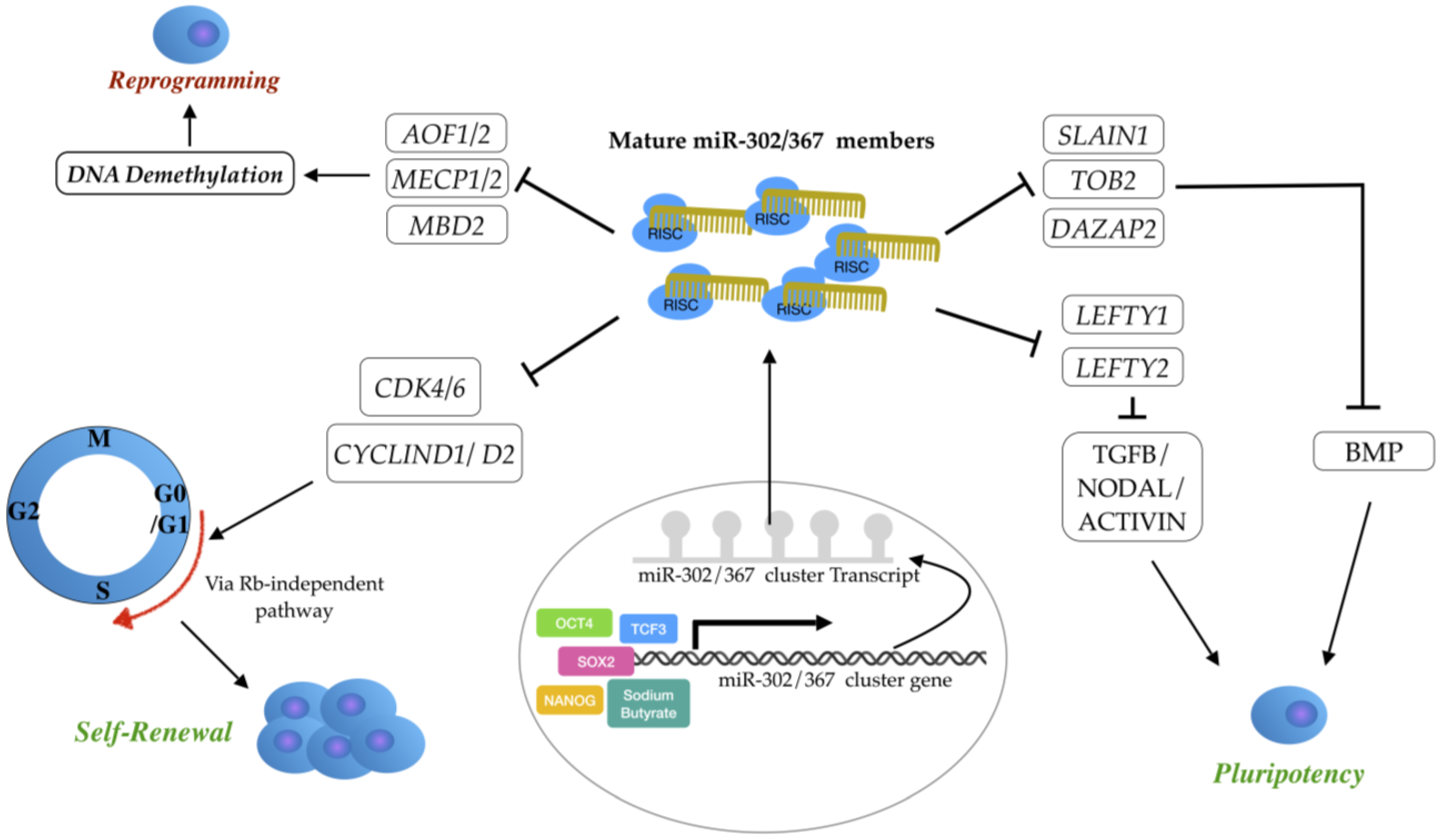 Genes 14 01434 g002 Genes 14 01434 g002
