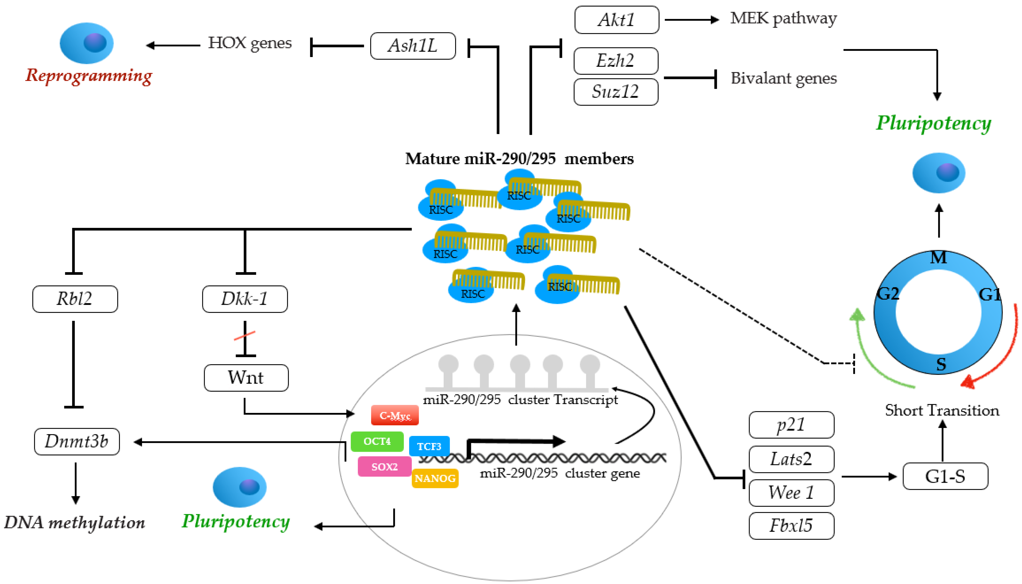 Genes 14 01434 g005 Genes 14 01434 g005