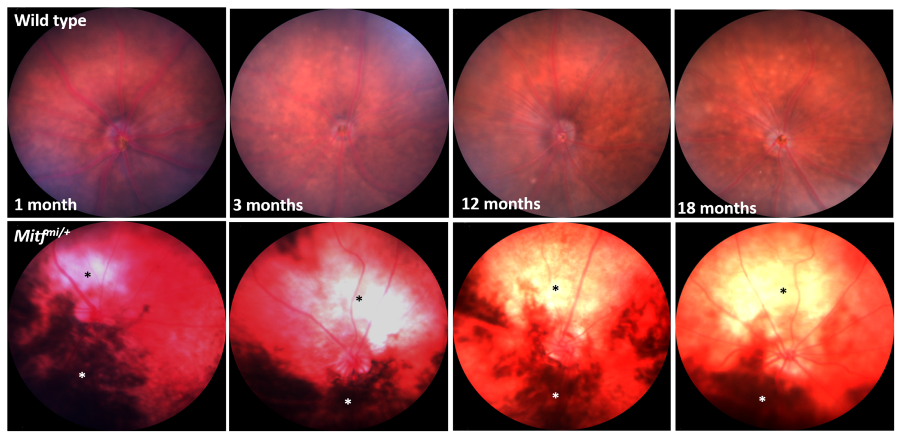 Genes 14 01458 g006 Genes 14 01458 g006
