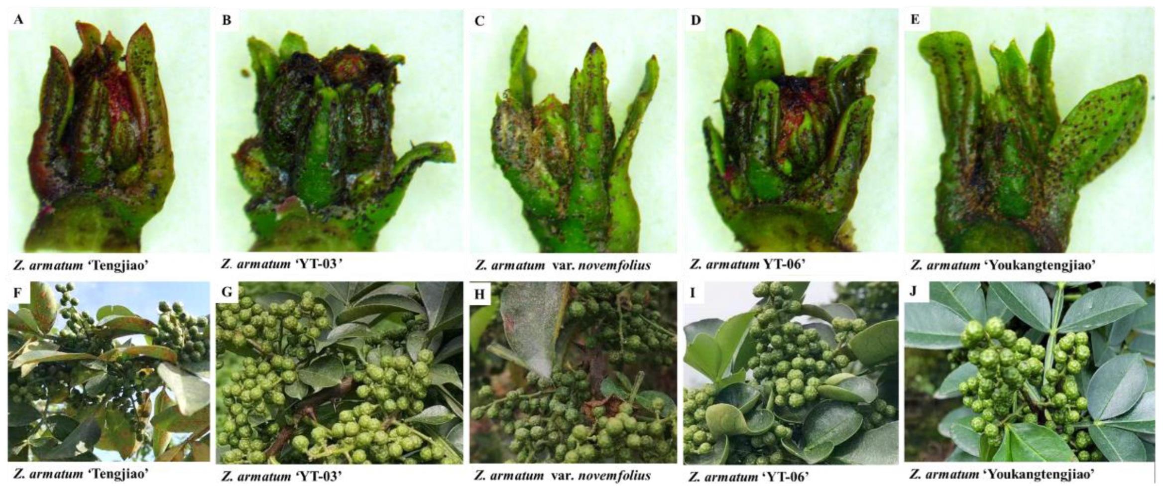 Genes 14 01459 g001 Genes 14 01459 g001