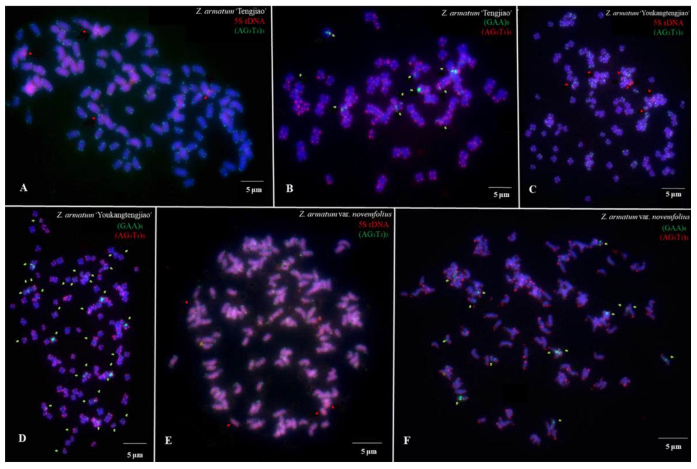 Genes 14 01459 g002 Genes 14 01459 g002