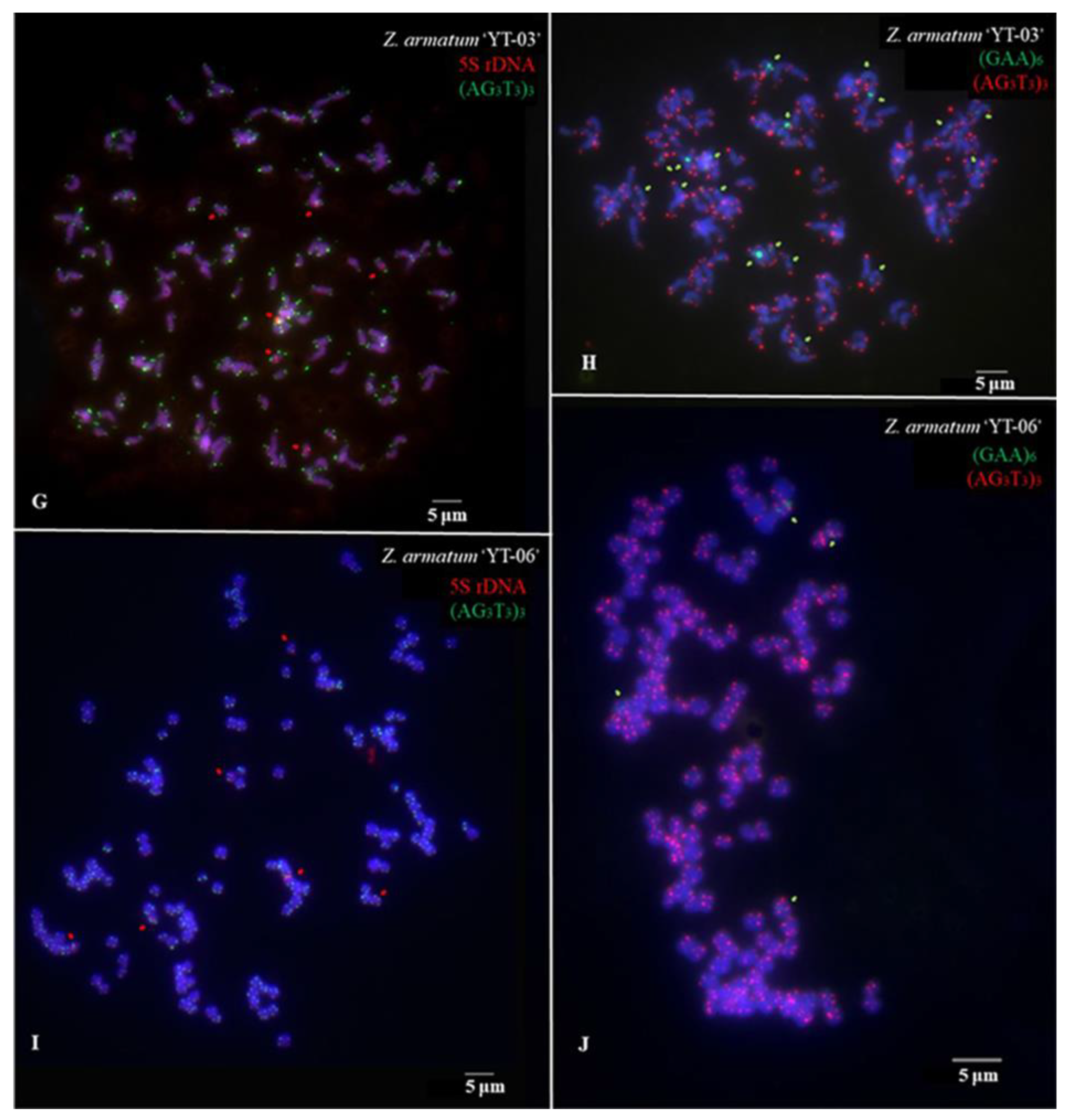 Genes 14 01459 g003 Genes 14 01459 g003