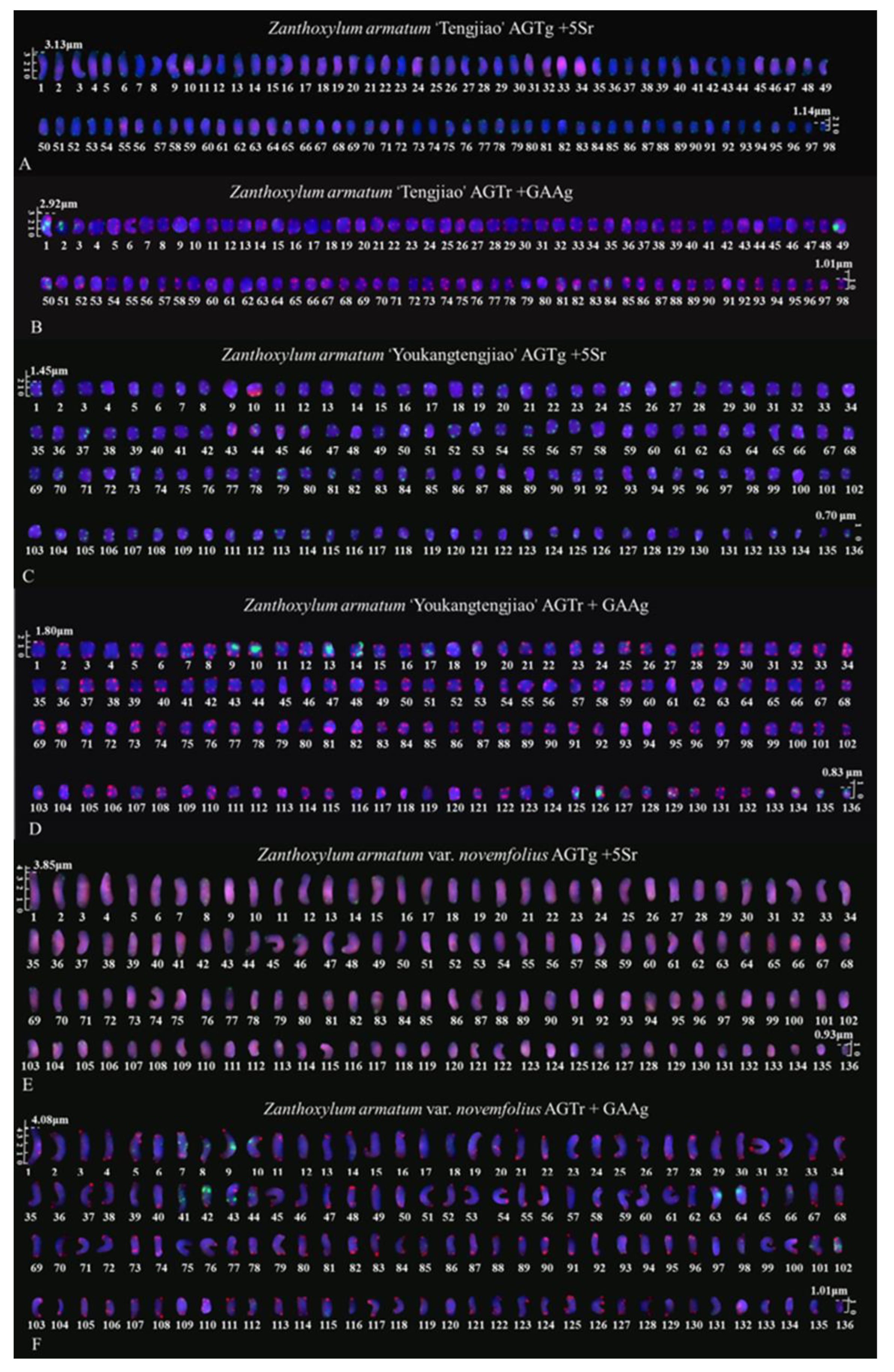 Genes 14 01459 g004 Genes 14 01459 g004