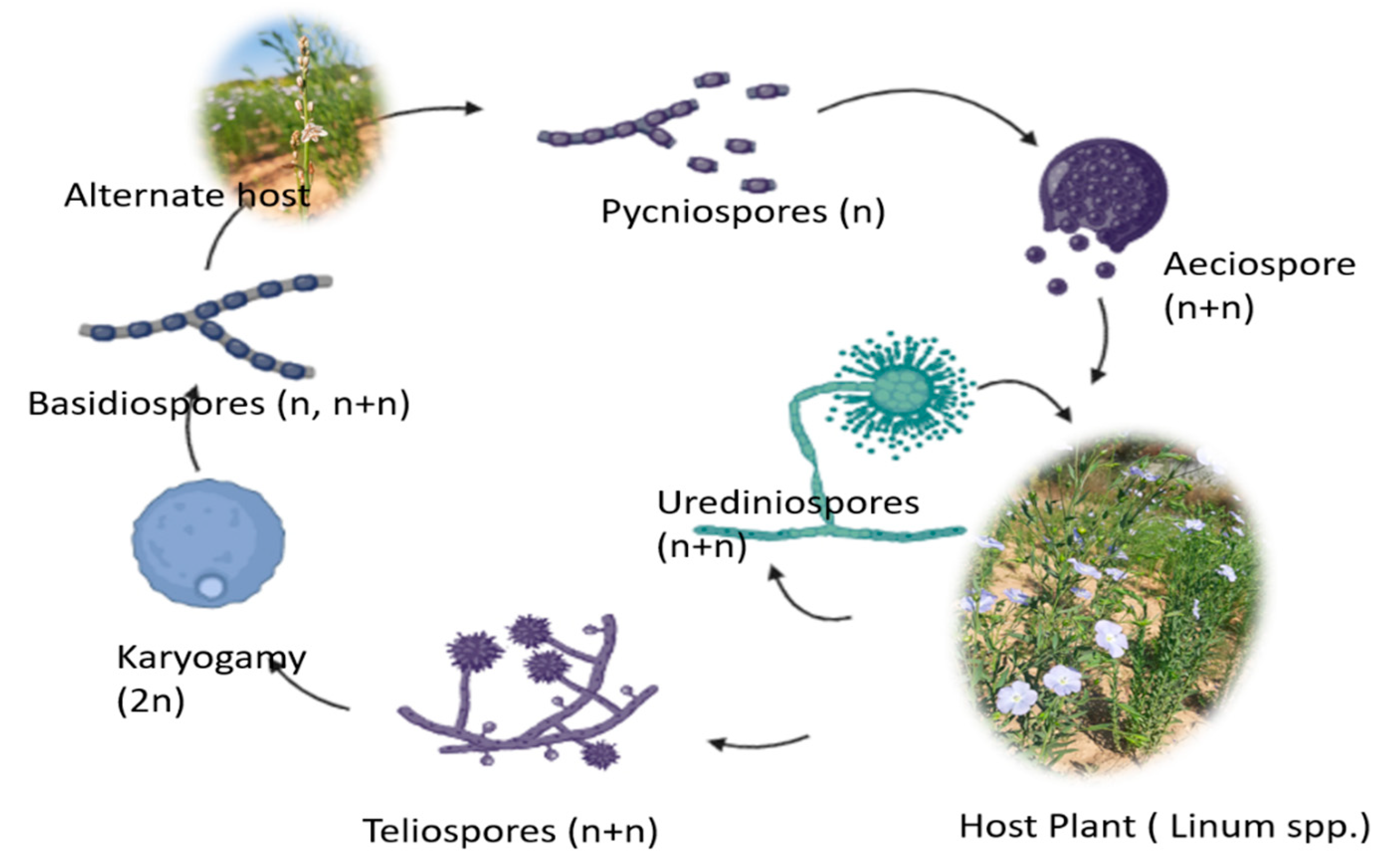 Genes 14 01461 g002 Genes 14 01461 g002