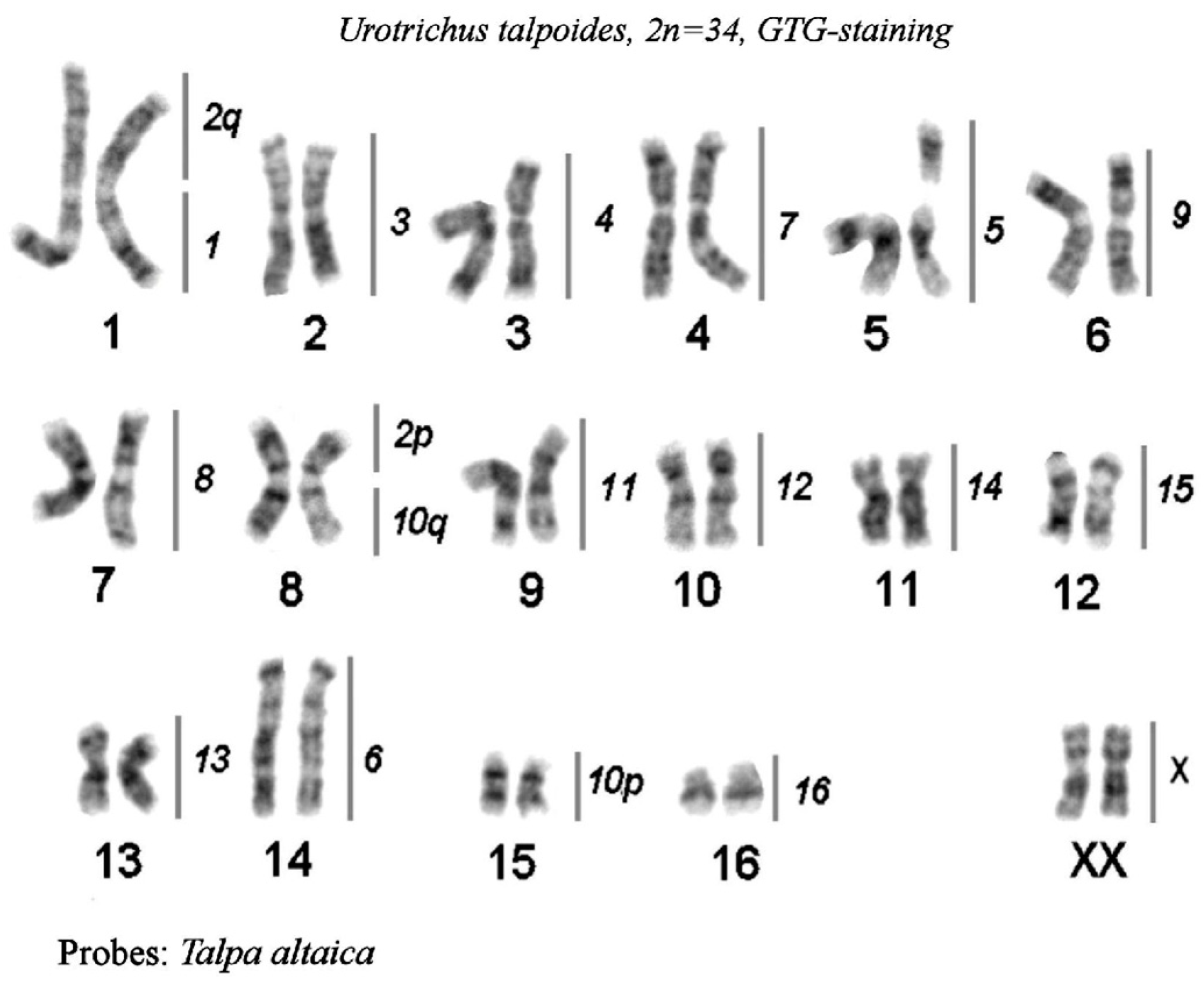 Genes 14 01472 g006 Genes 14 01472 g006