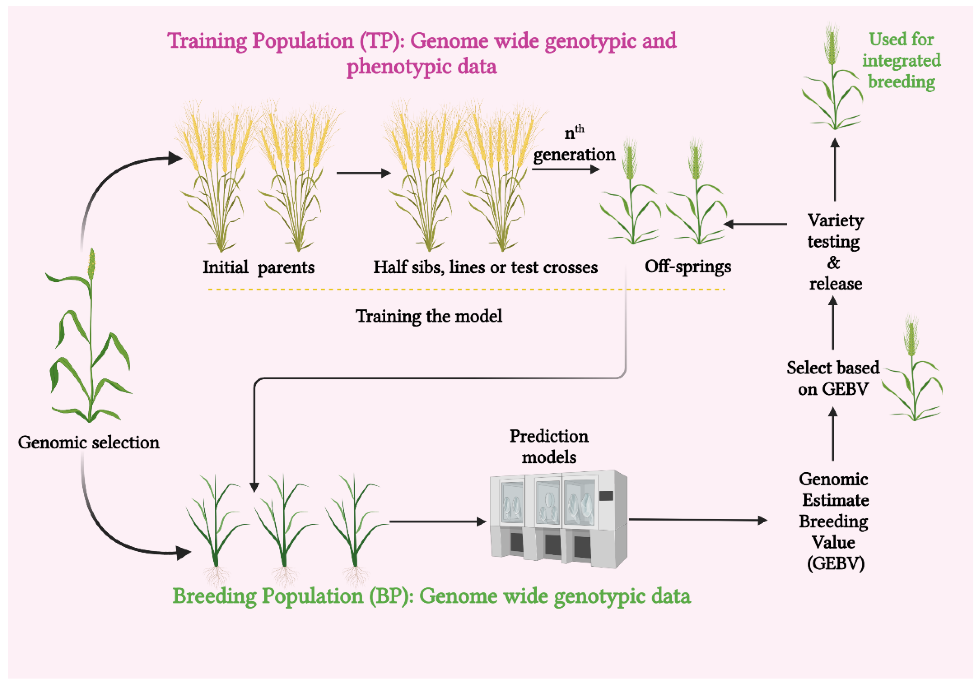 selective breeding diagram