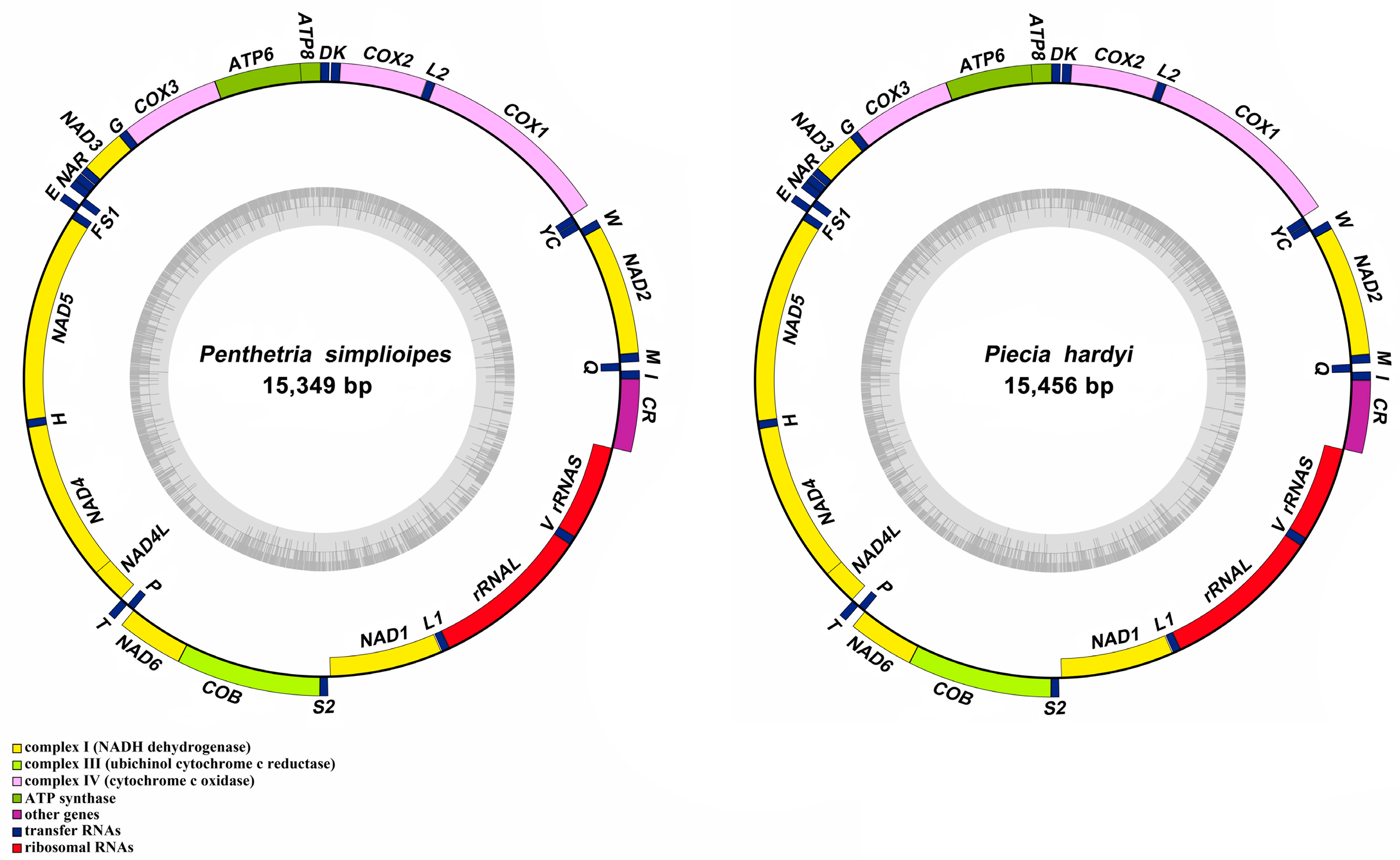 Genes 14 01485 g001