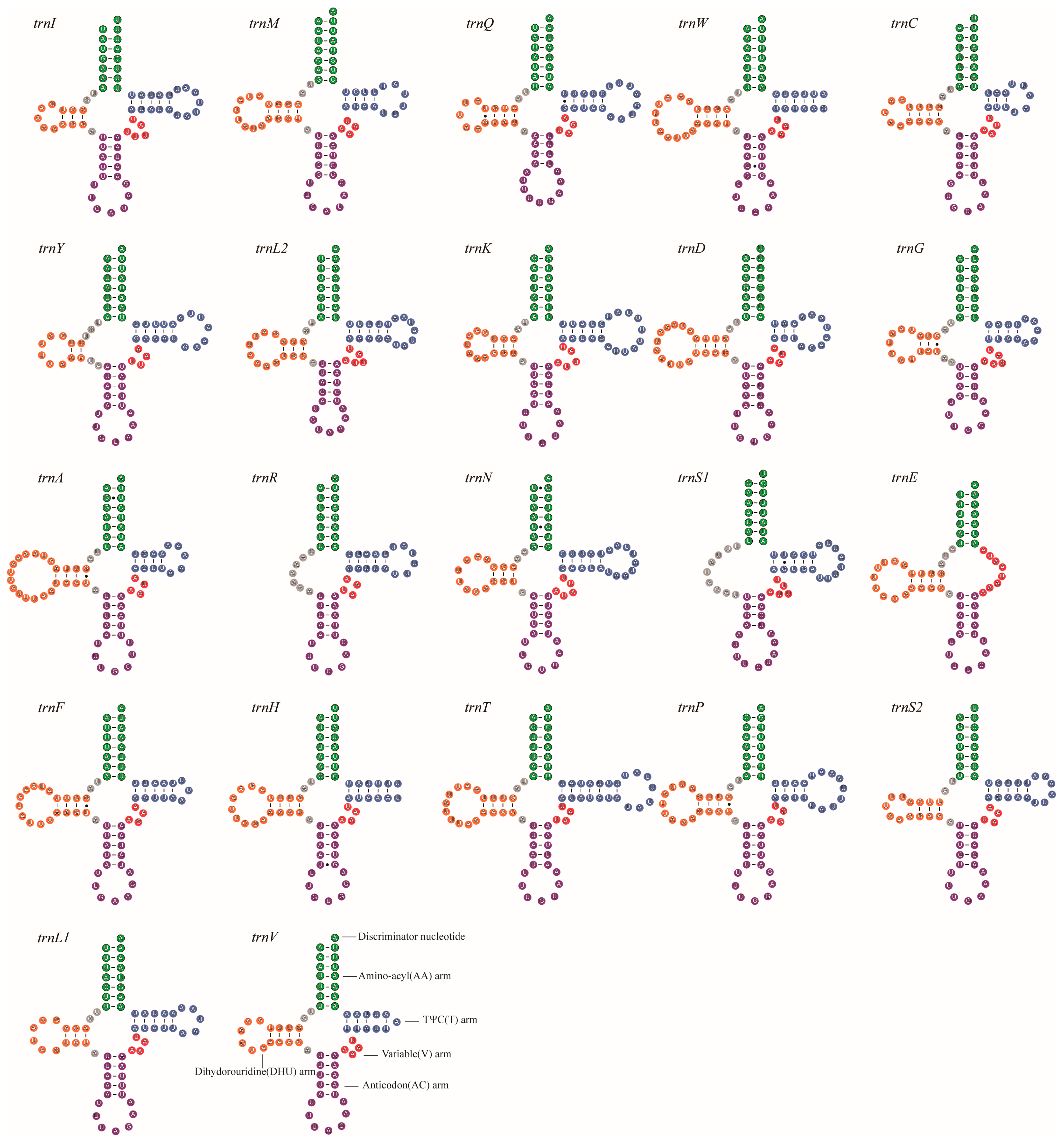 Genes 14 01528 g004 Genes 14 01528 g004