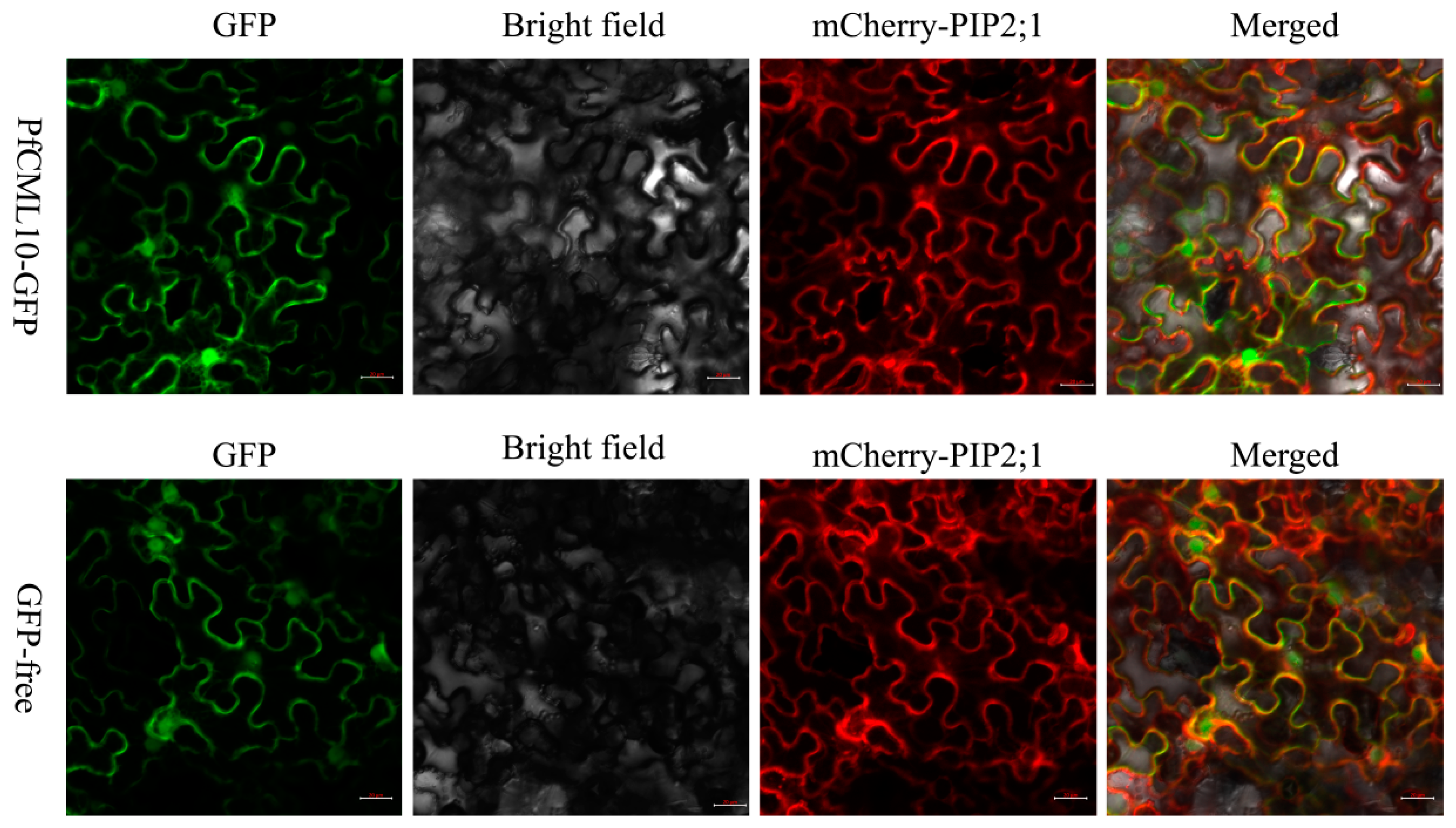 Genes 14 01540 g007 Genes 14 01540 g007