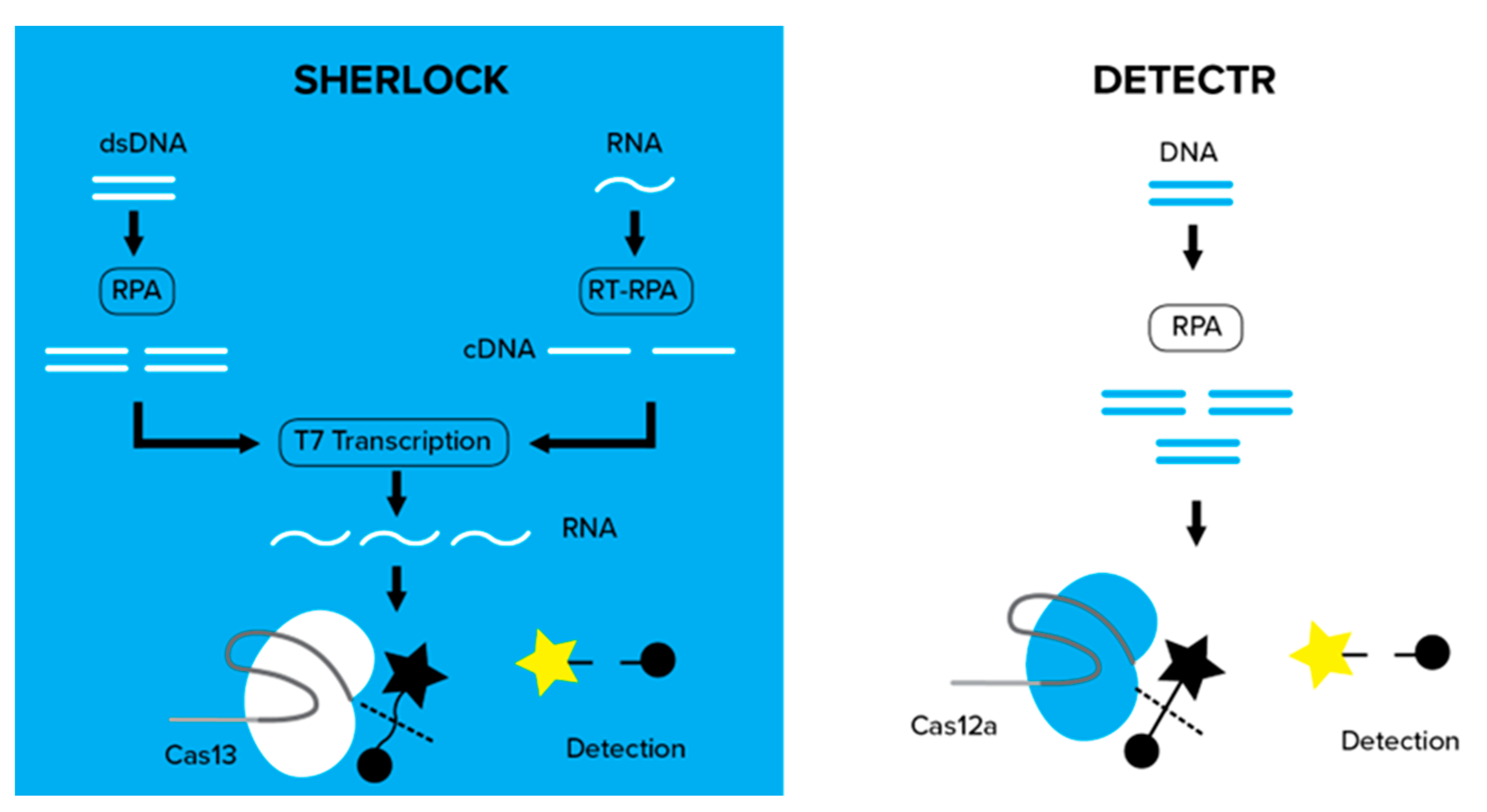Genes 14 01542 g005