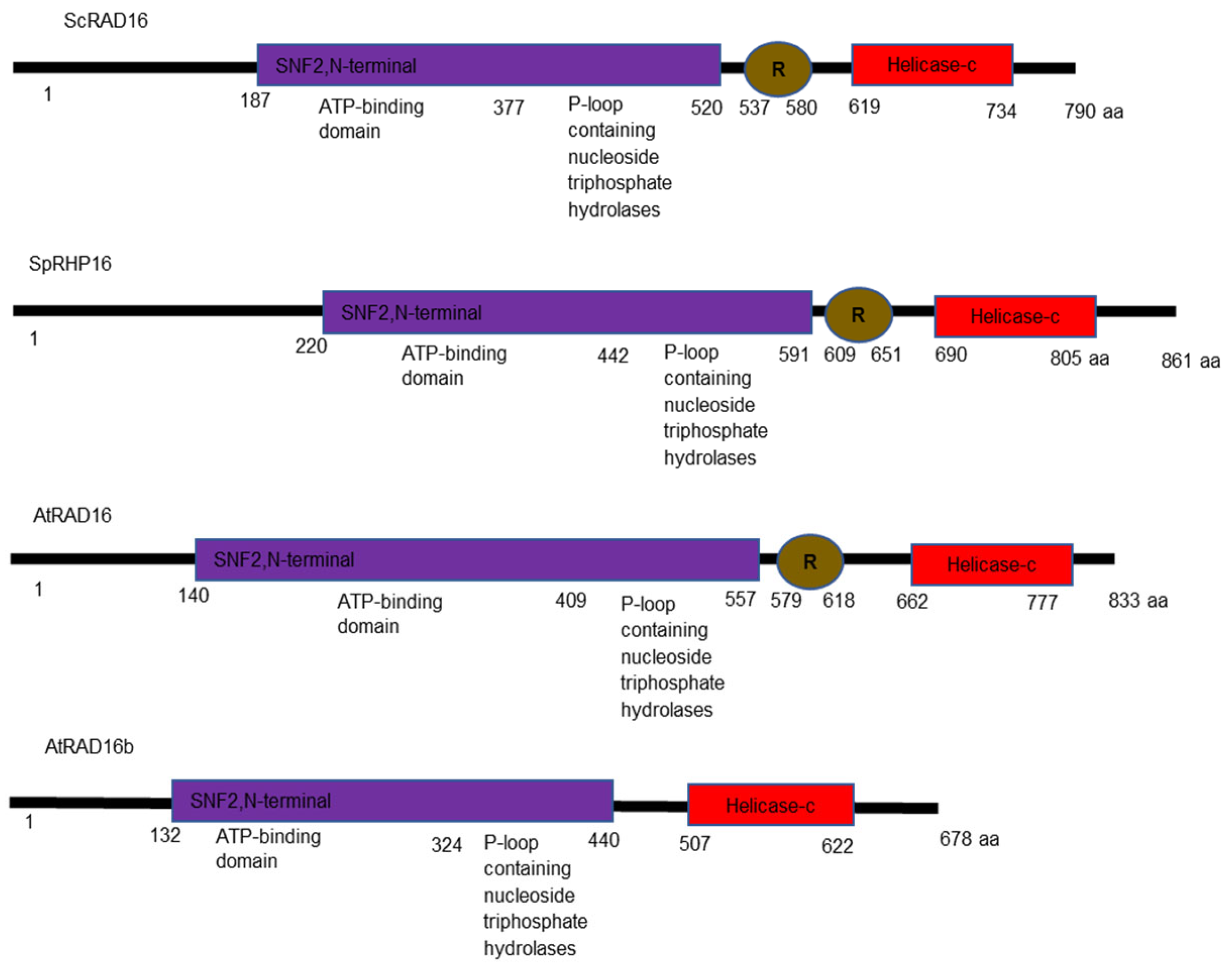 Genes 14 01552 g001 Genes 14 01552 g001