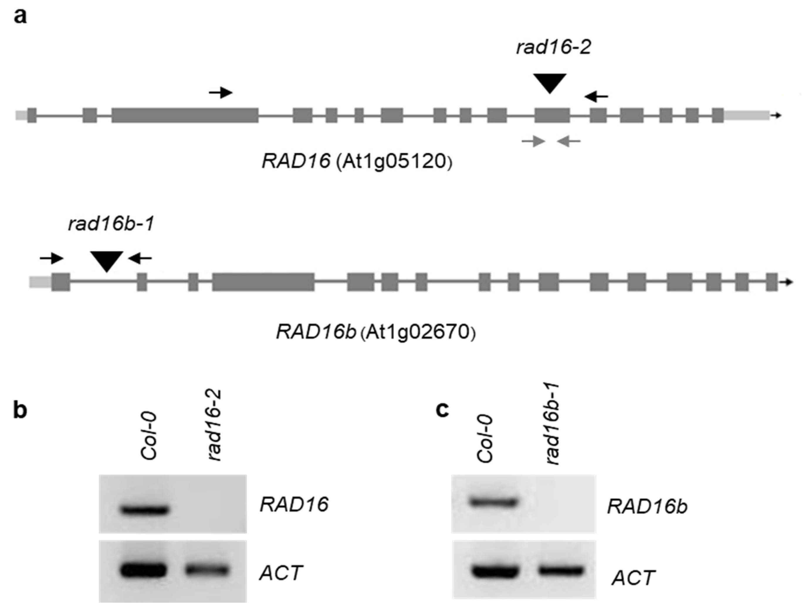Genes 14 01552 g002 Genes 14 01552 g002