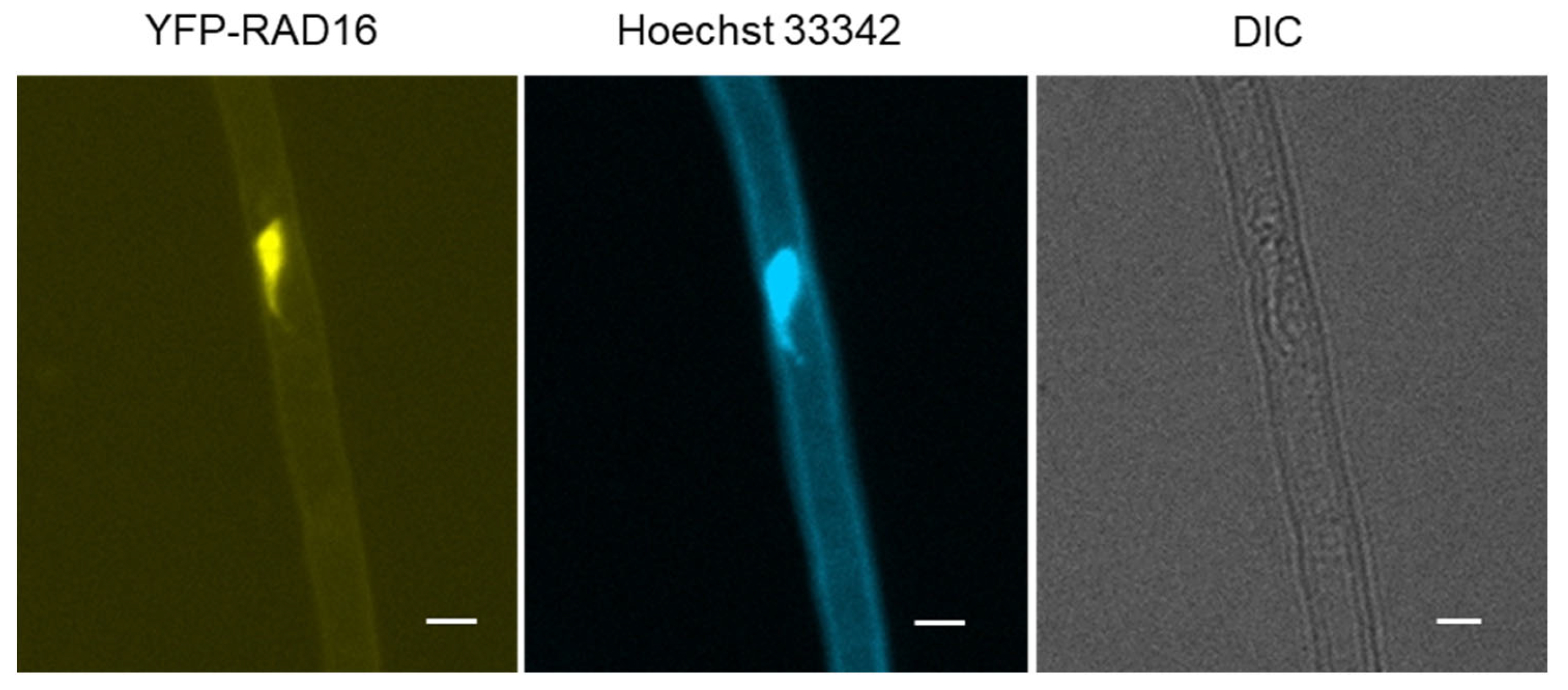 Genes 14 01552 g006 Genes 14 01552 g006