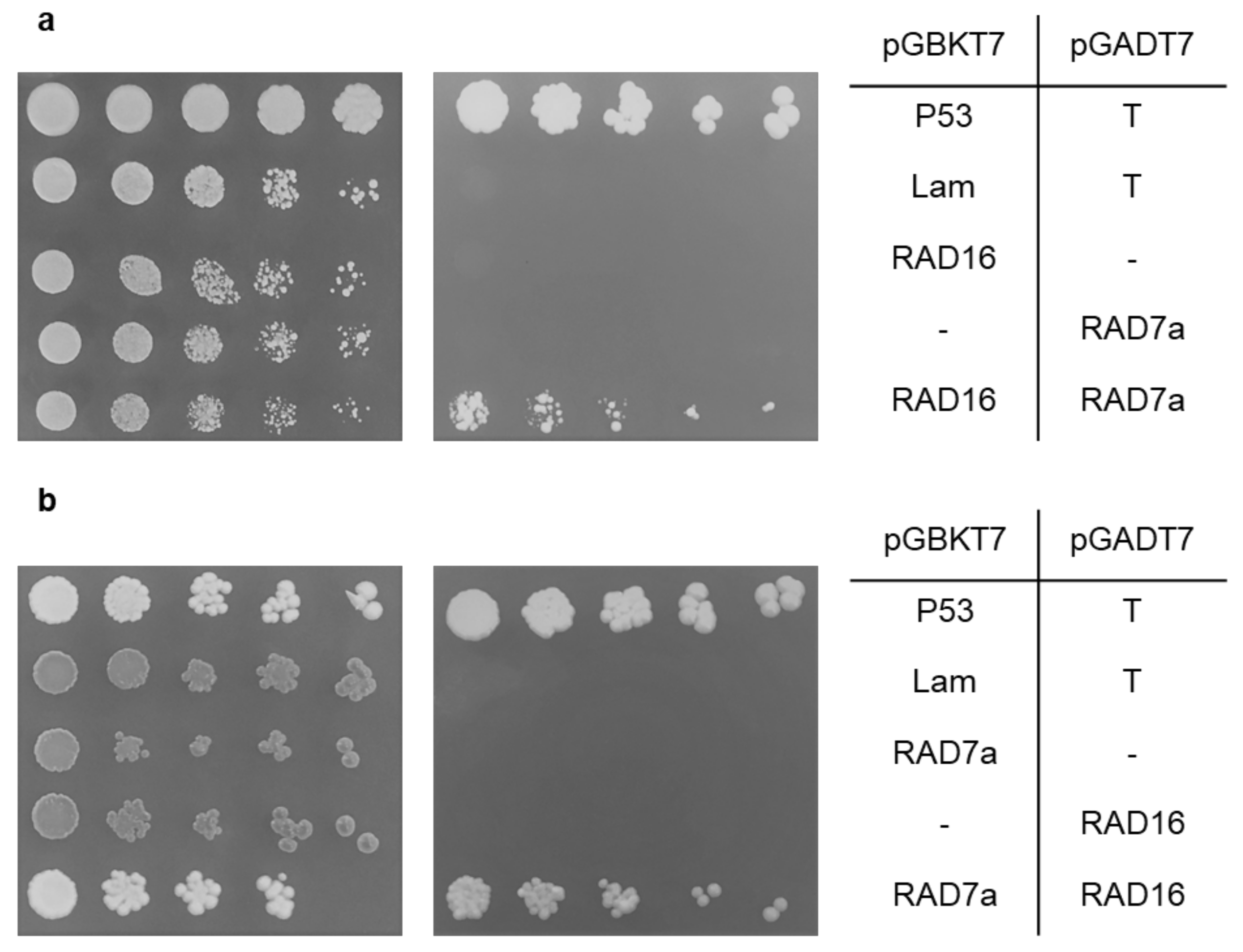 Genes 14 01552 g008 Genes 14 01552 g008