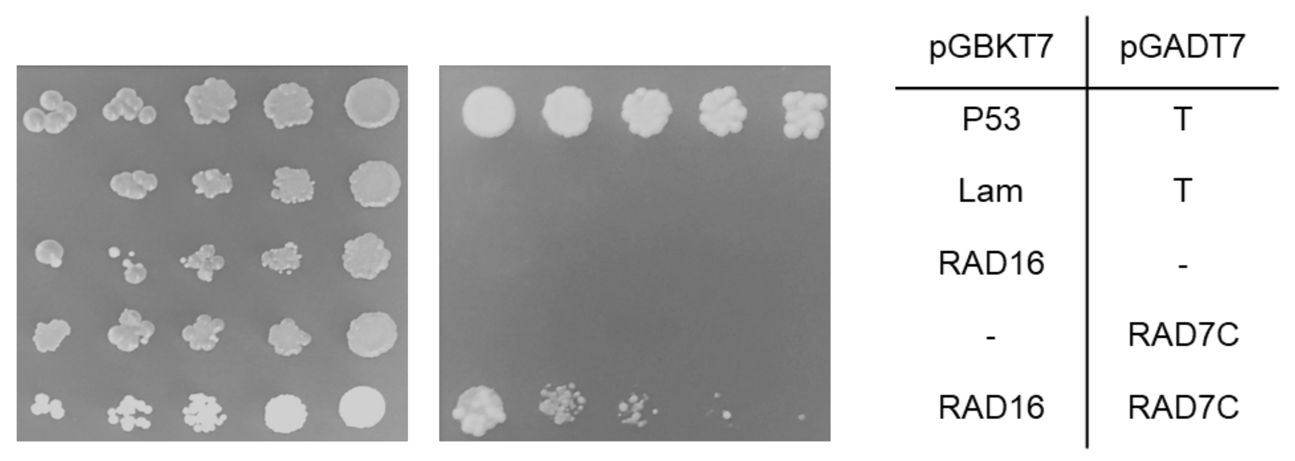 Genes 14 01552 g009 Genes 14 01552 g009