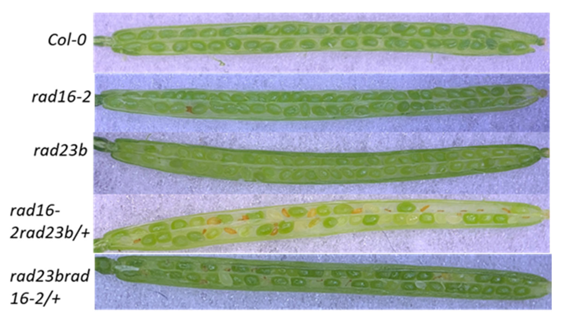 Genes 14 01552 g011 Genes 14 01552 g011