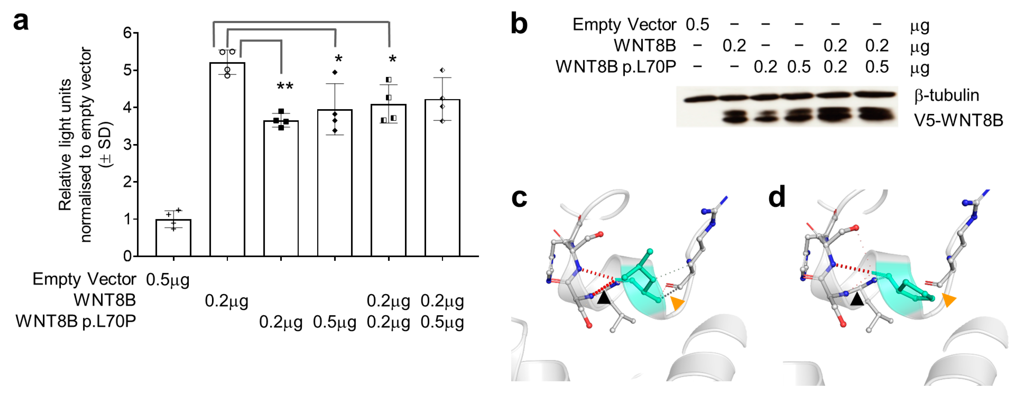 Genes 14 01565 g001 Genes 14 01565 g001