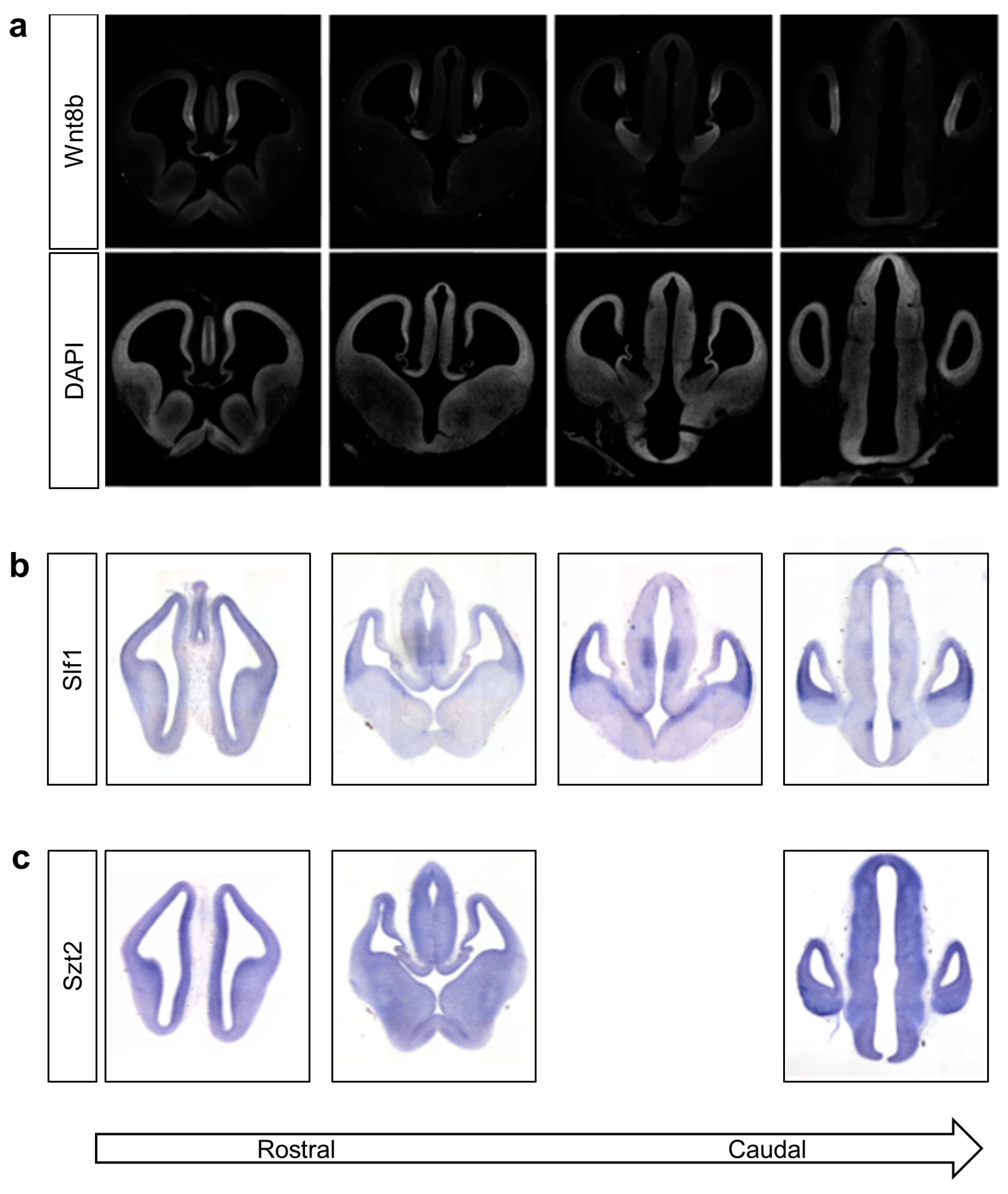 Genes 14 01565 g003 Genes 14 01565 g003
