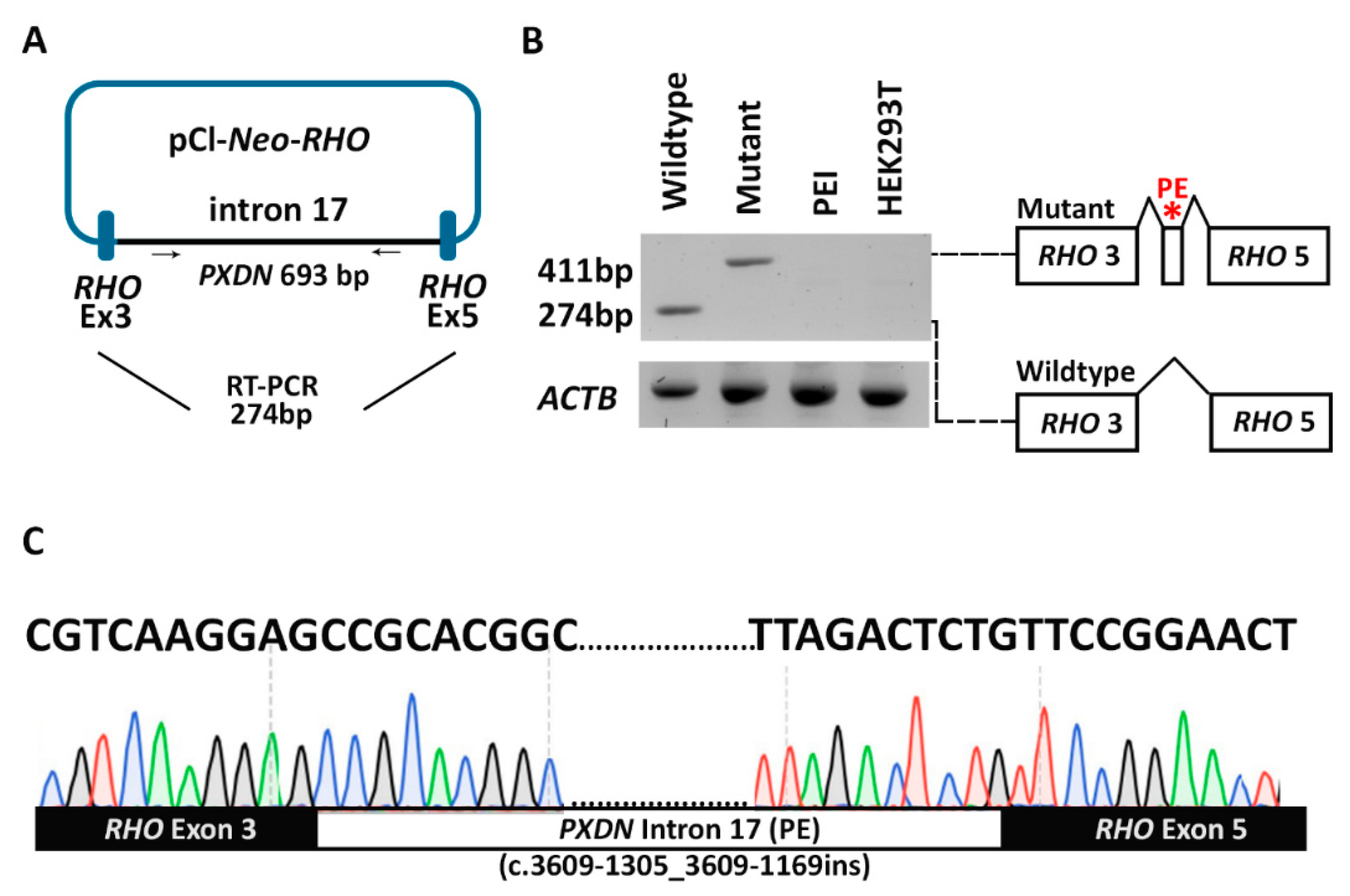Genes 14 01573 g004 Genes 14 01573 g004