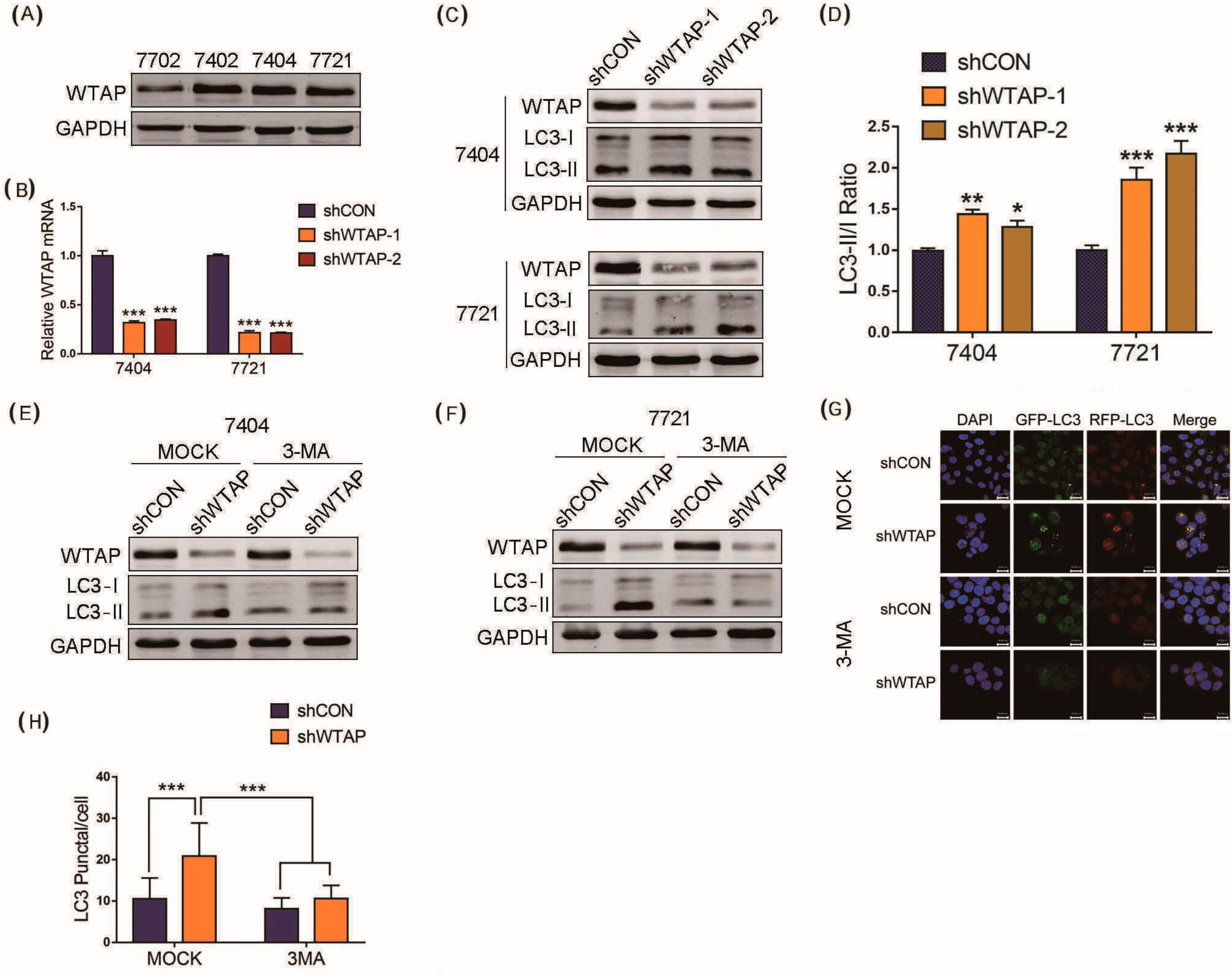 Genes 14 01575 g001 550