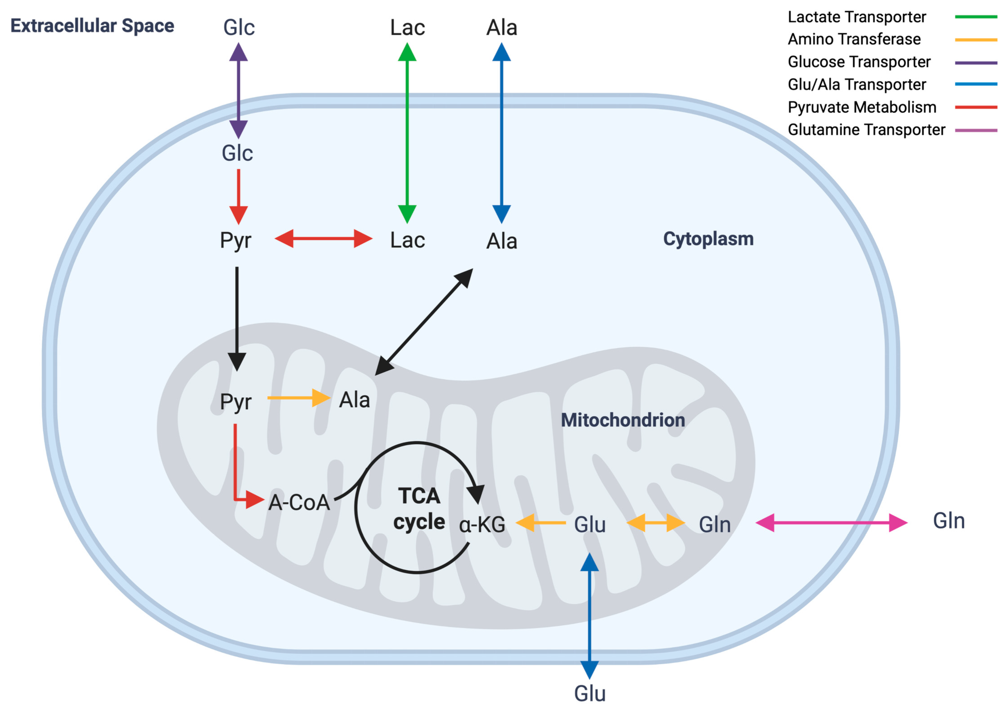 Genes 14 01576 g005 Genes 14 01576 g005