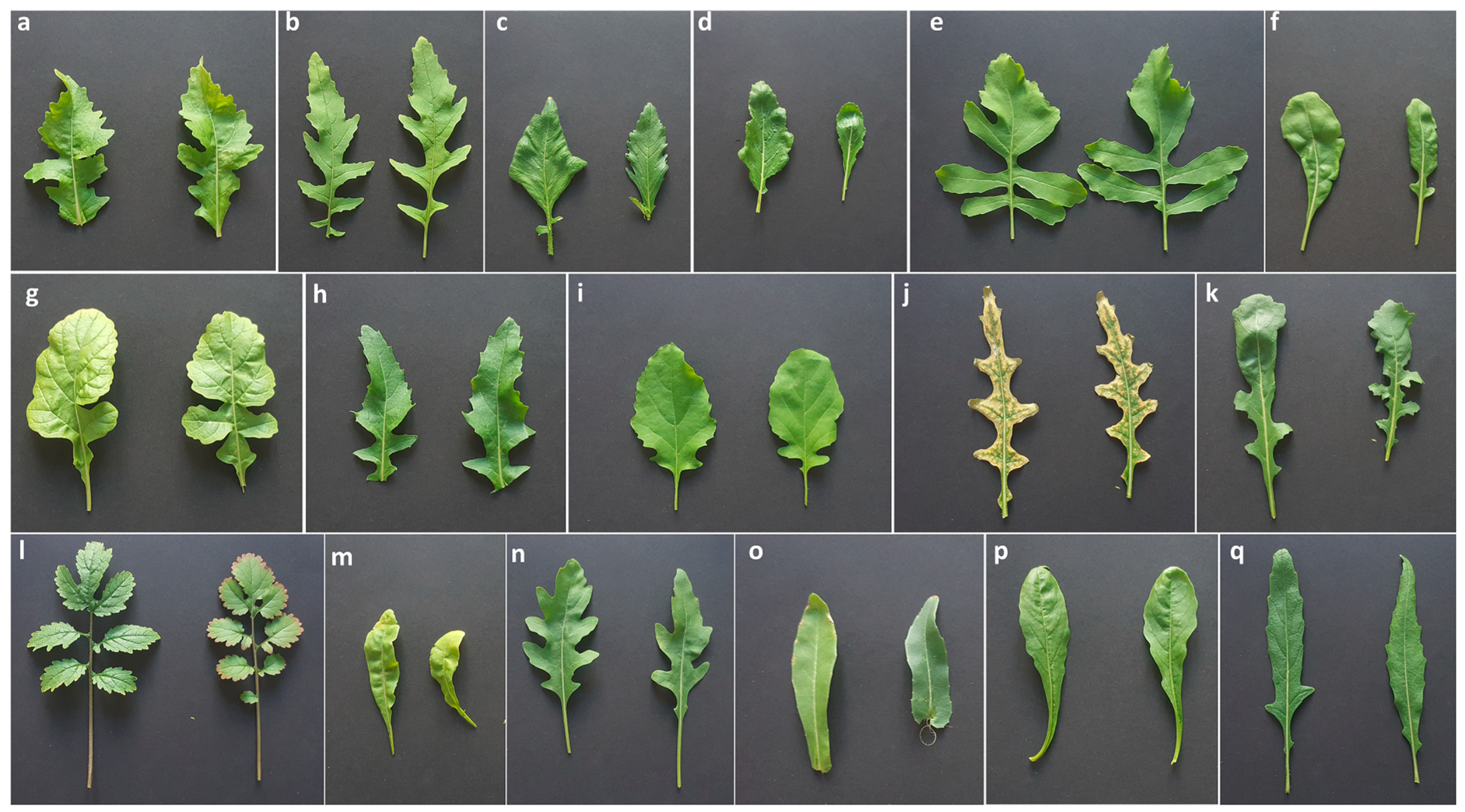 Genes 14 01594 g001 Genes 14 01594 g001
