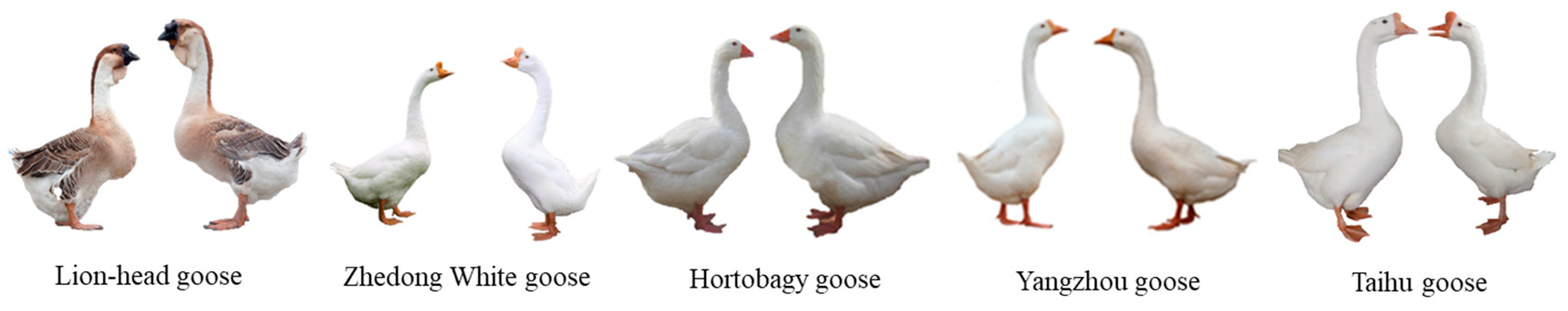 Genes 14 01605 g001 Genes 14 01605 g001