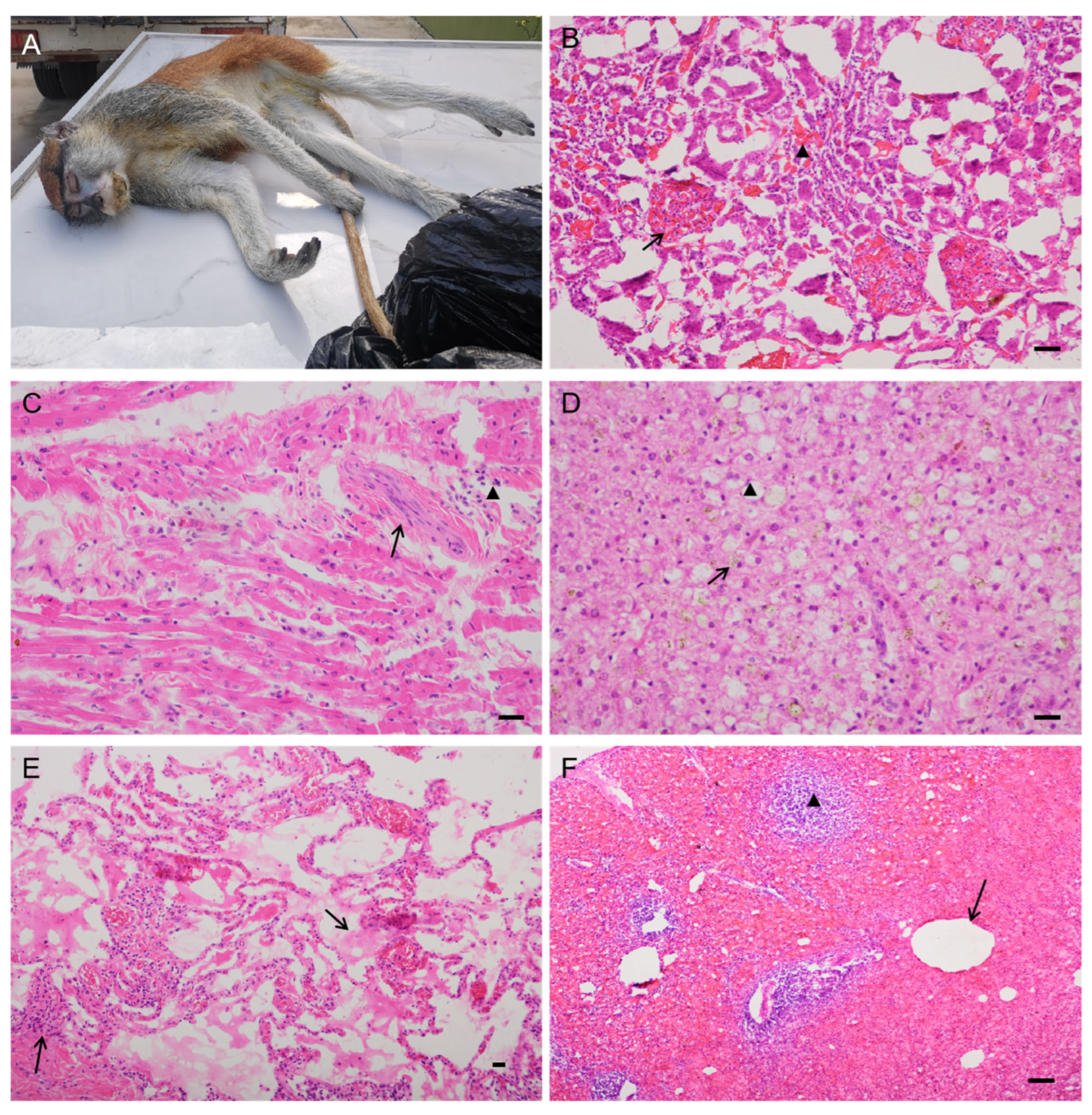 Genes 14 01606 g001 Genes 14 01606 g001