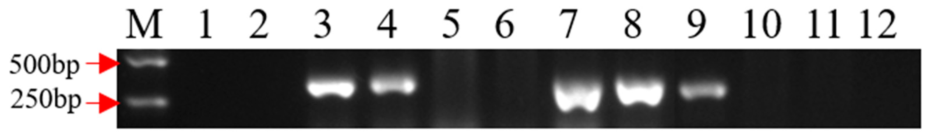 Genes 14 01613 g002 Genes 14 01613 g002
