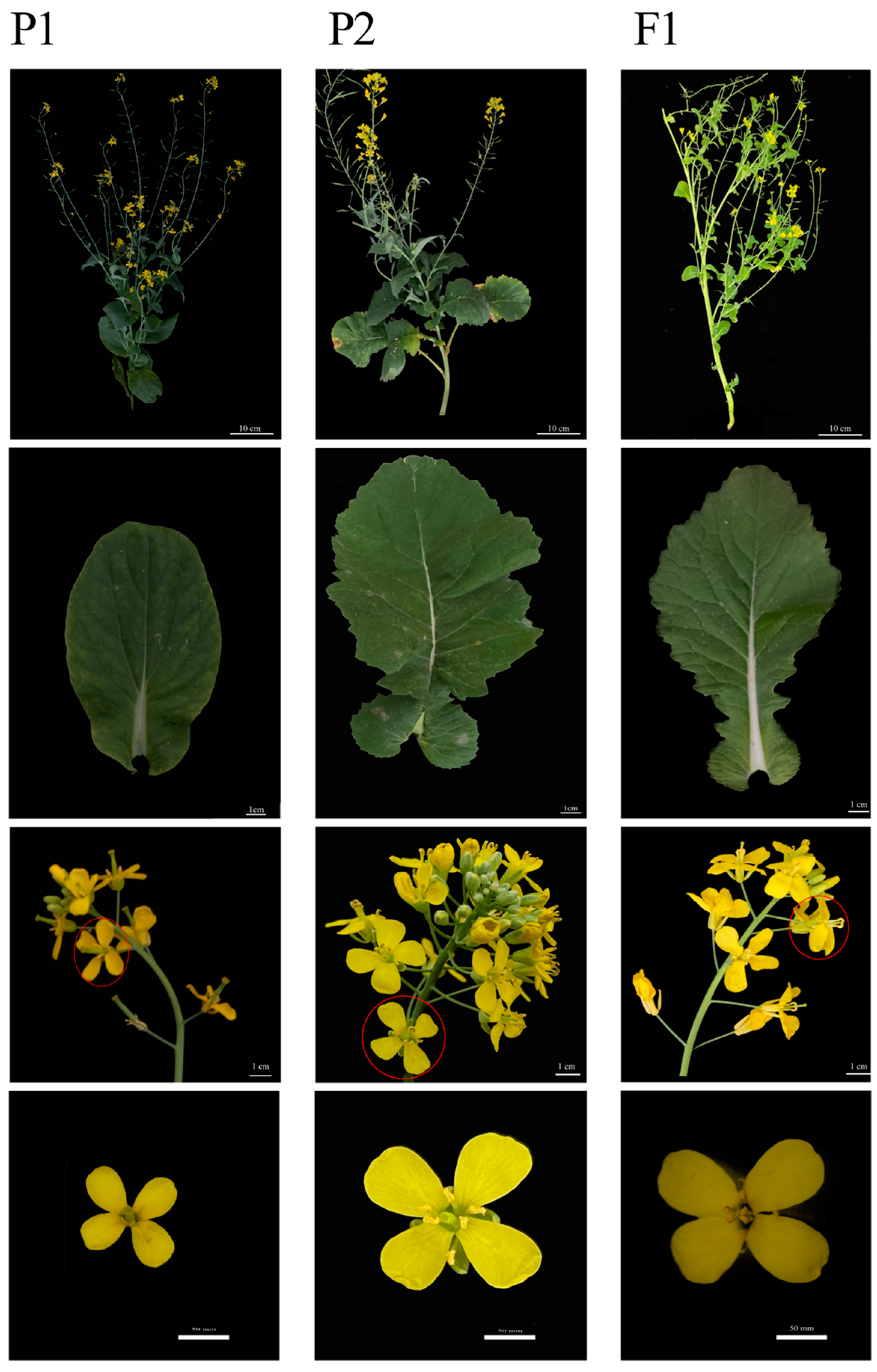 Genes 14 01613 g003 Genes 14 01613 g003