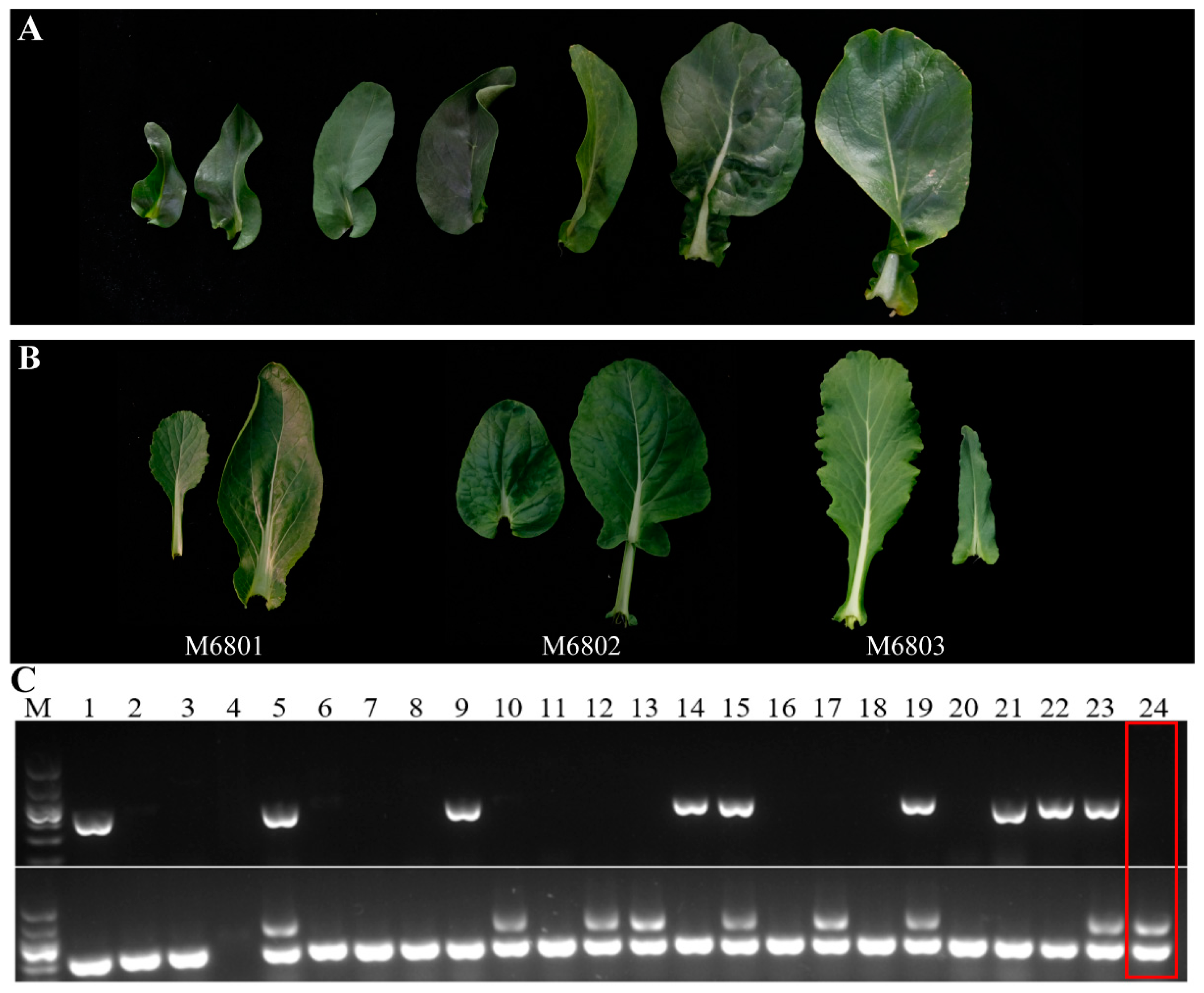 Genes 14 01613 g006 Genes 14 01613 g006