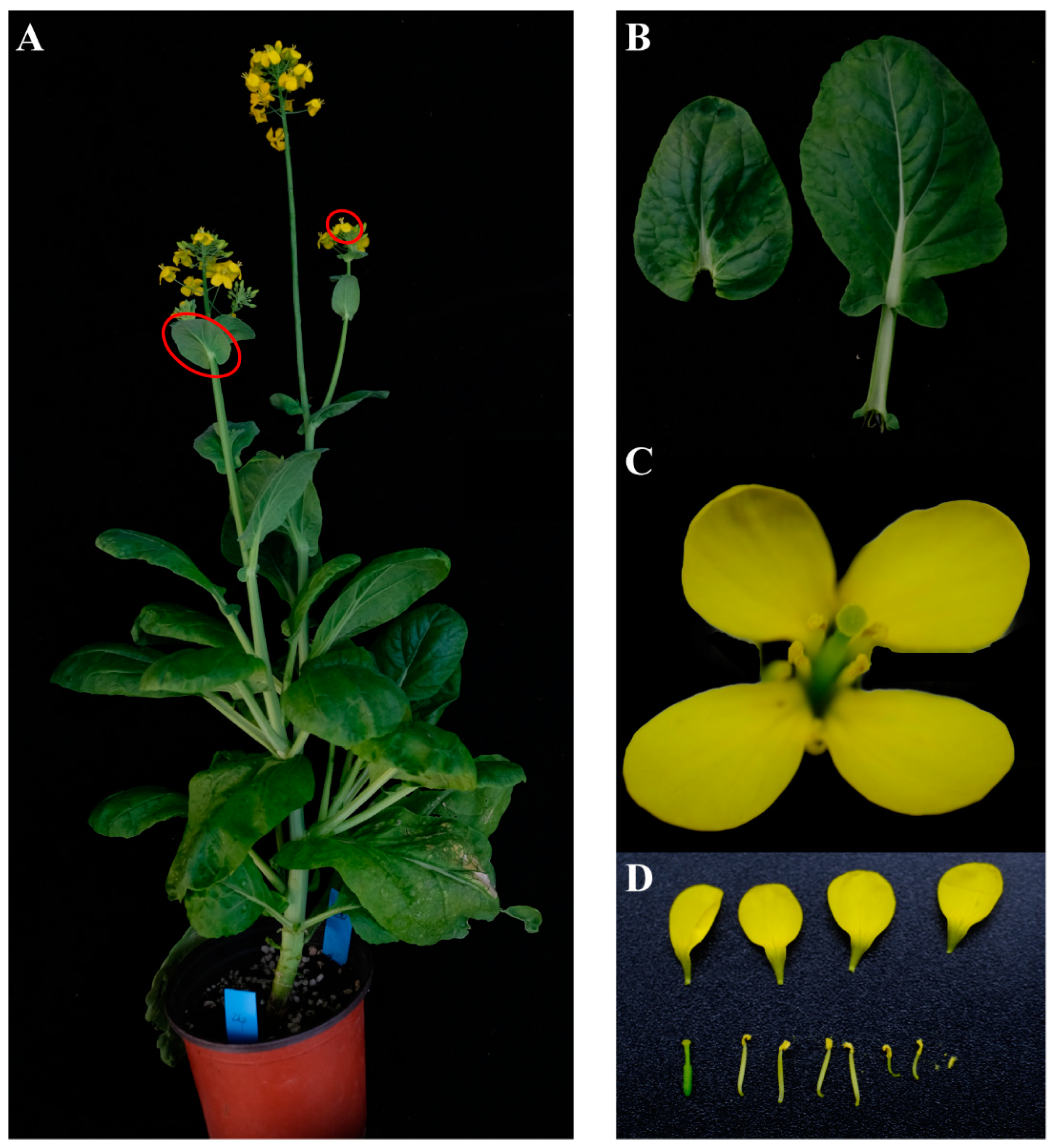Genes 14 01613 g007 Genes 14 01613 g007