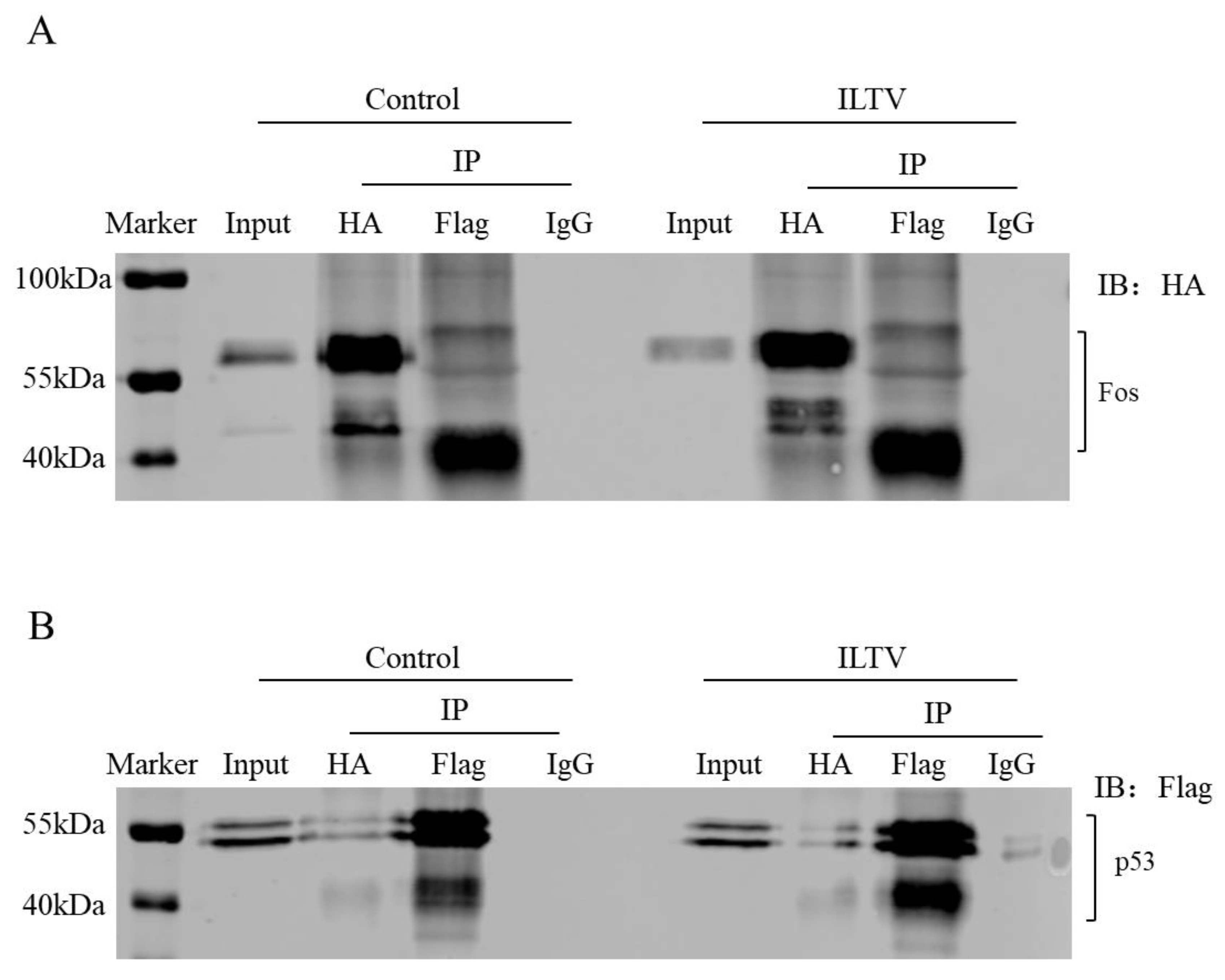Genes 14 01615 g006 Genes 14 01615 g006