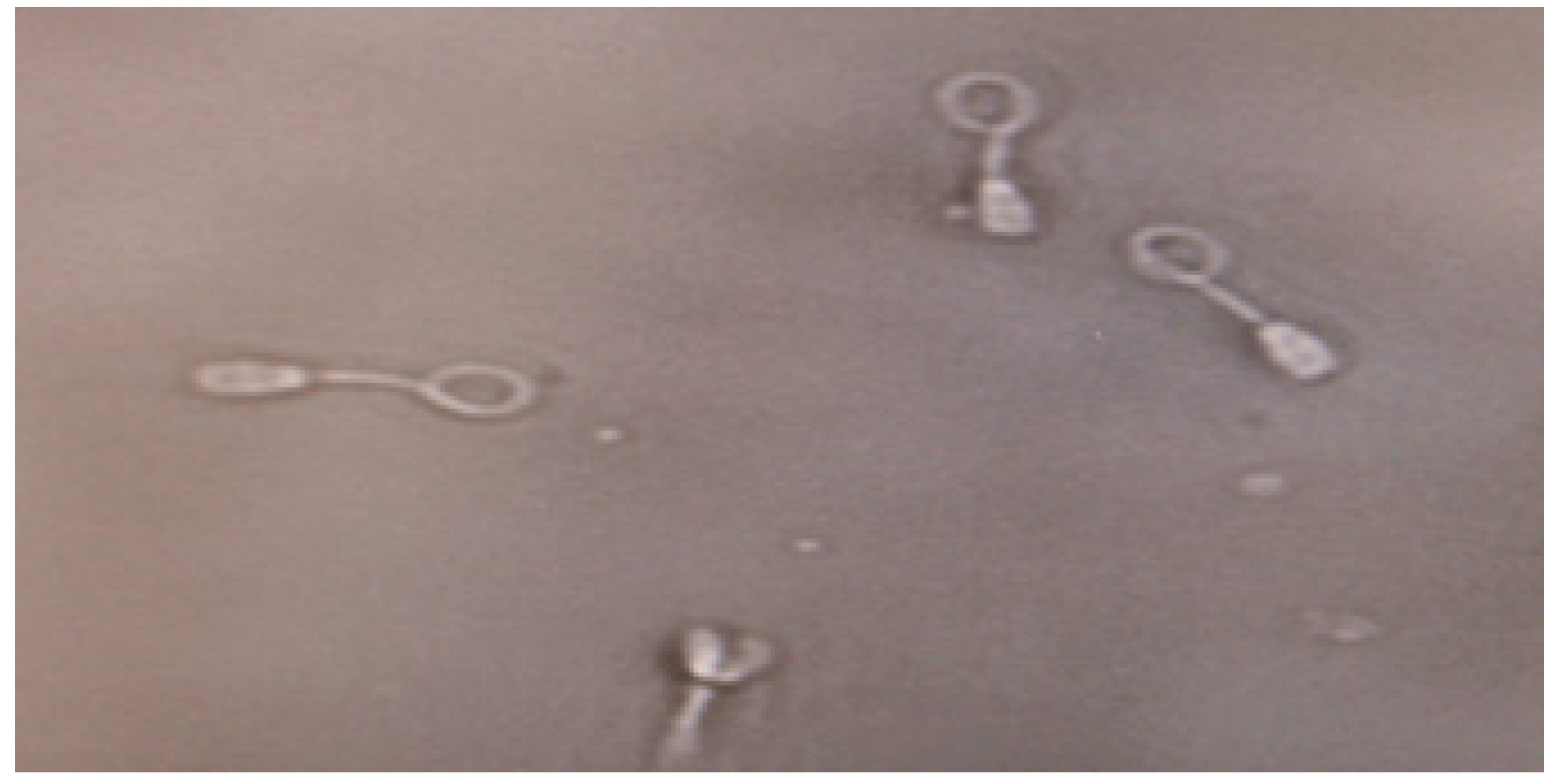 Genes 14 01617 g002 Genes 14 01617 g002