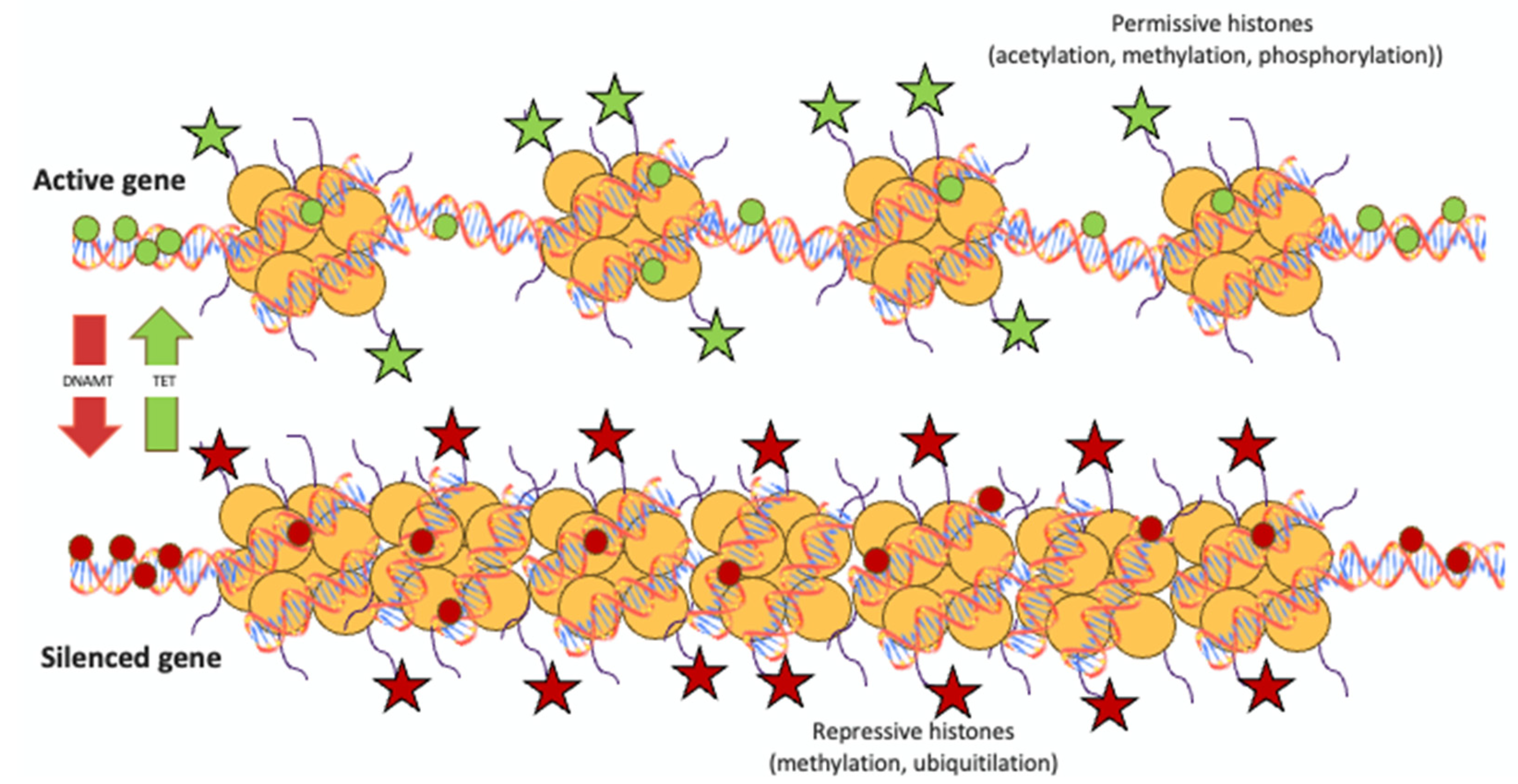 Genetic and Epigenetic Mechanisms of Psoriasis